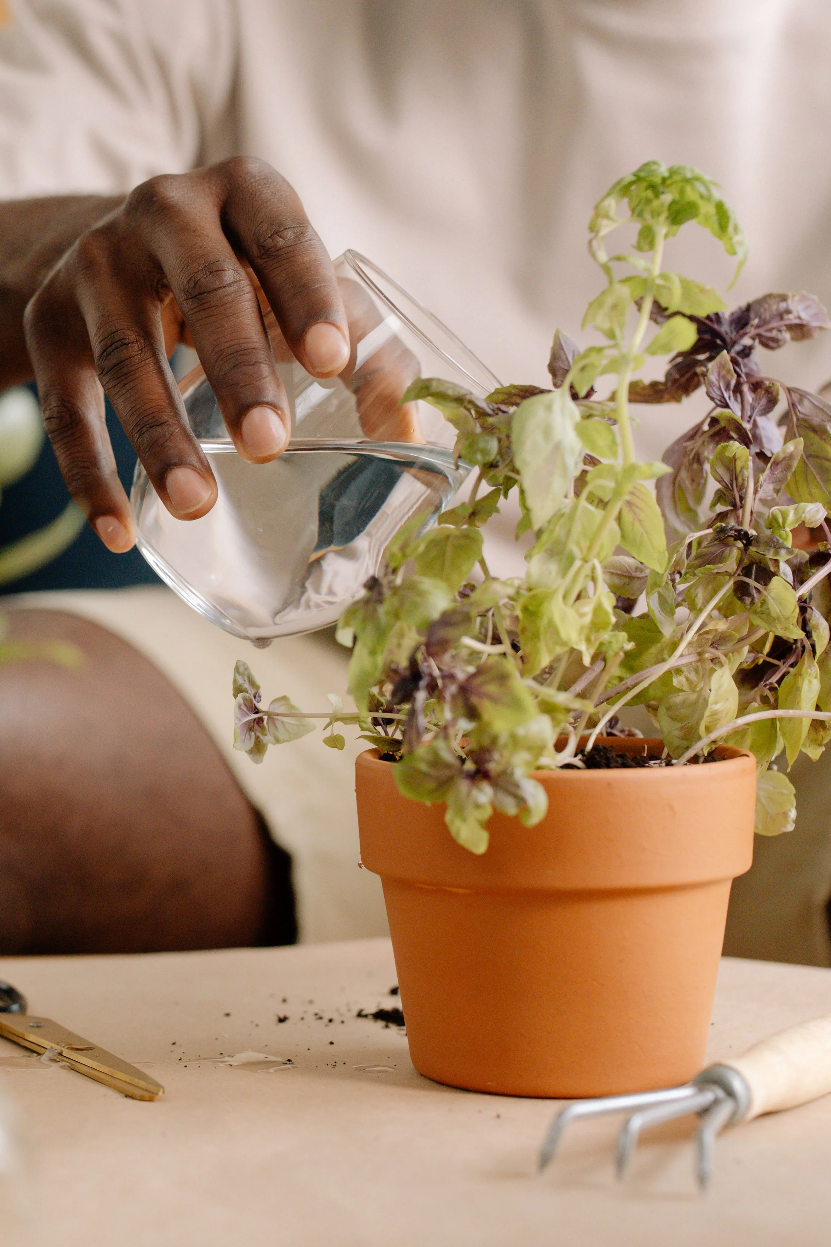 Close-up of a hand pouring water into a clay pot with a plant.