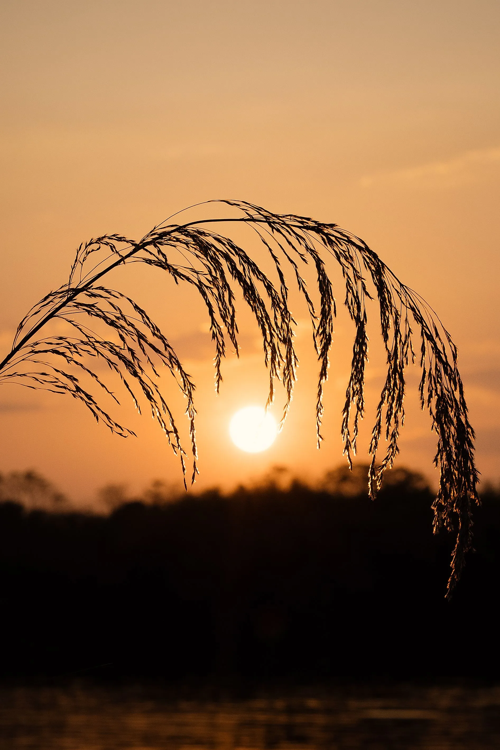 Golden sunset behind grain silhouette in open field, capturing serene twilight beauty.