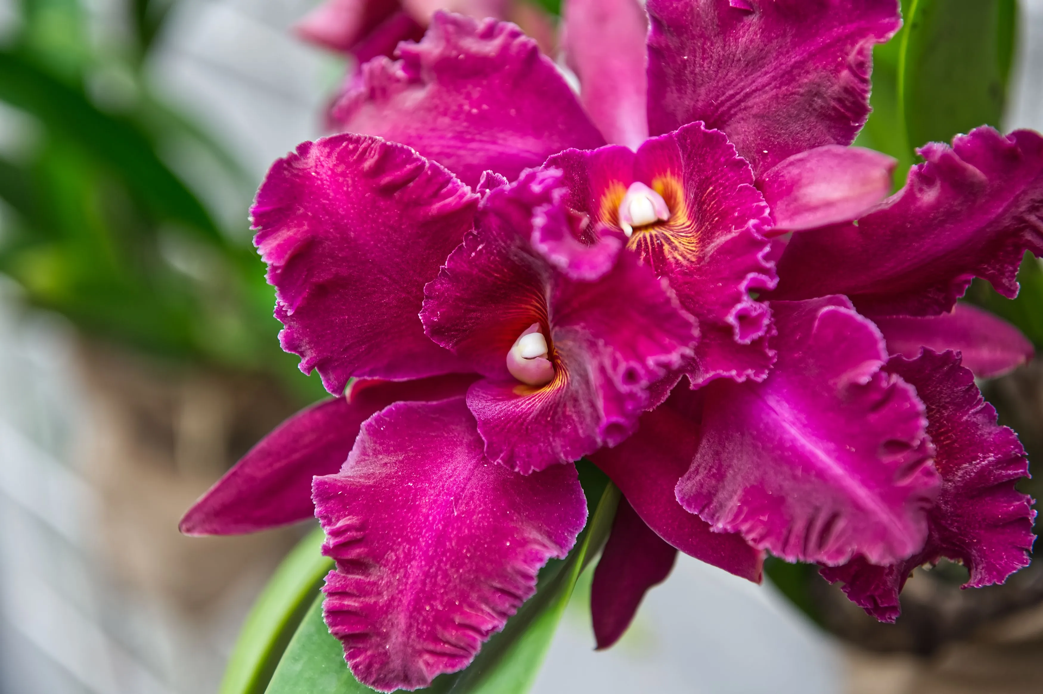 A close-up of a vibrant magenta Cattleya orchid with ruffled petals.