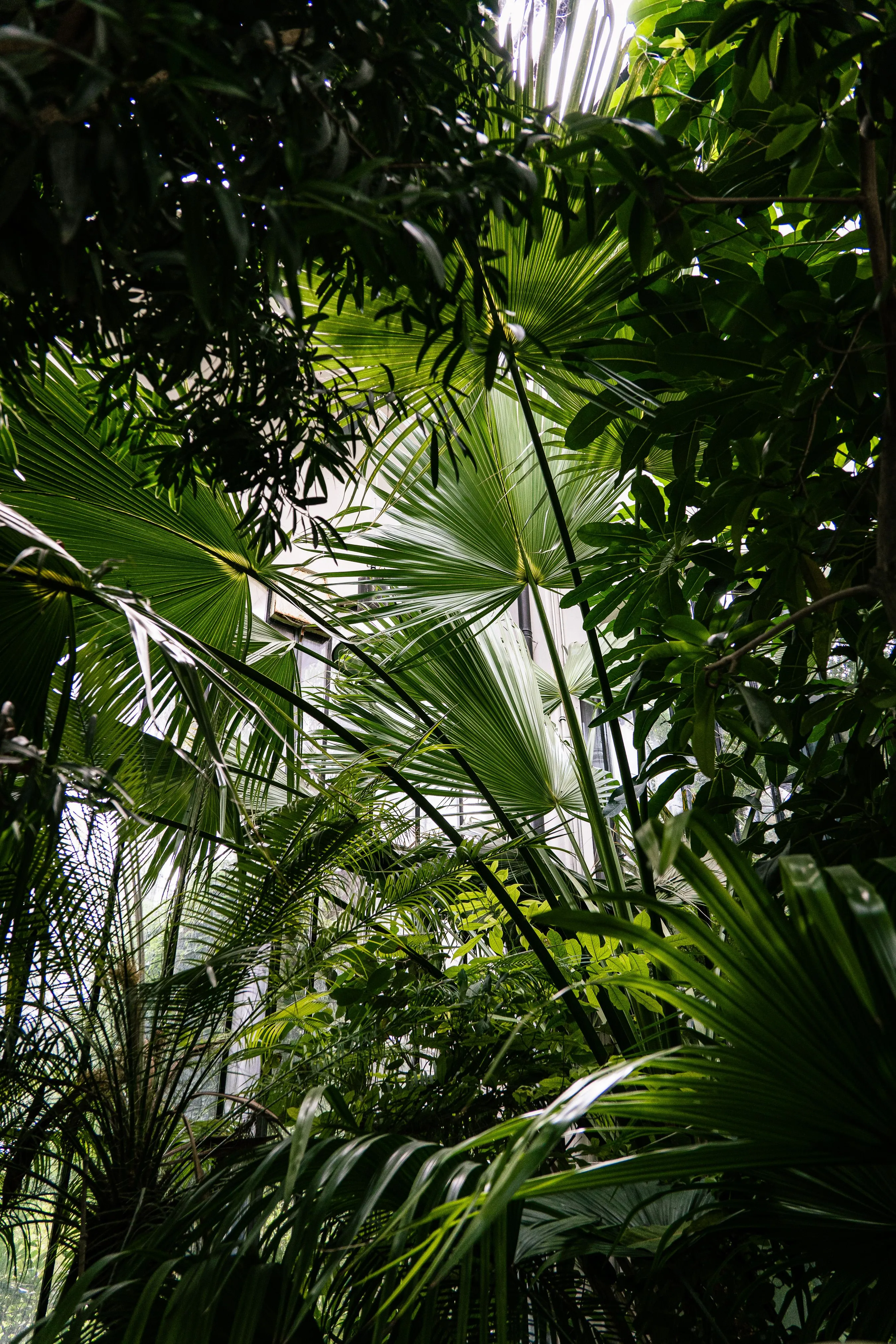 Dense tropical foliage inside a greenhouse with abundant natural light.