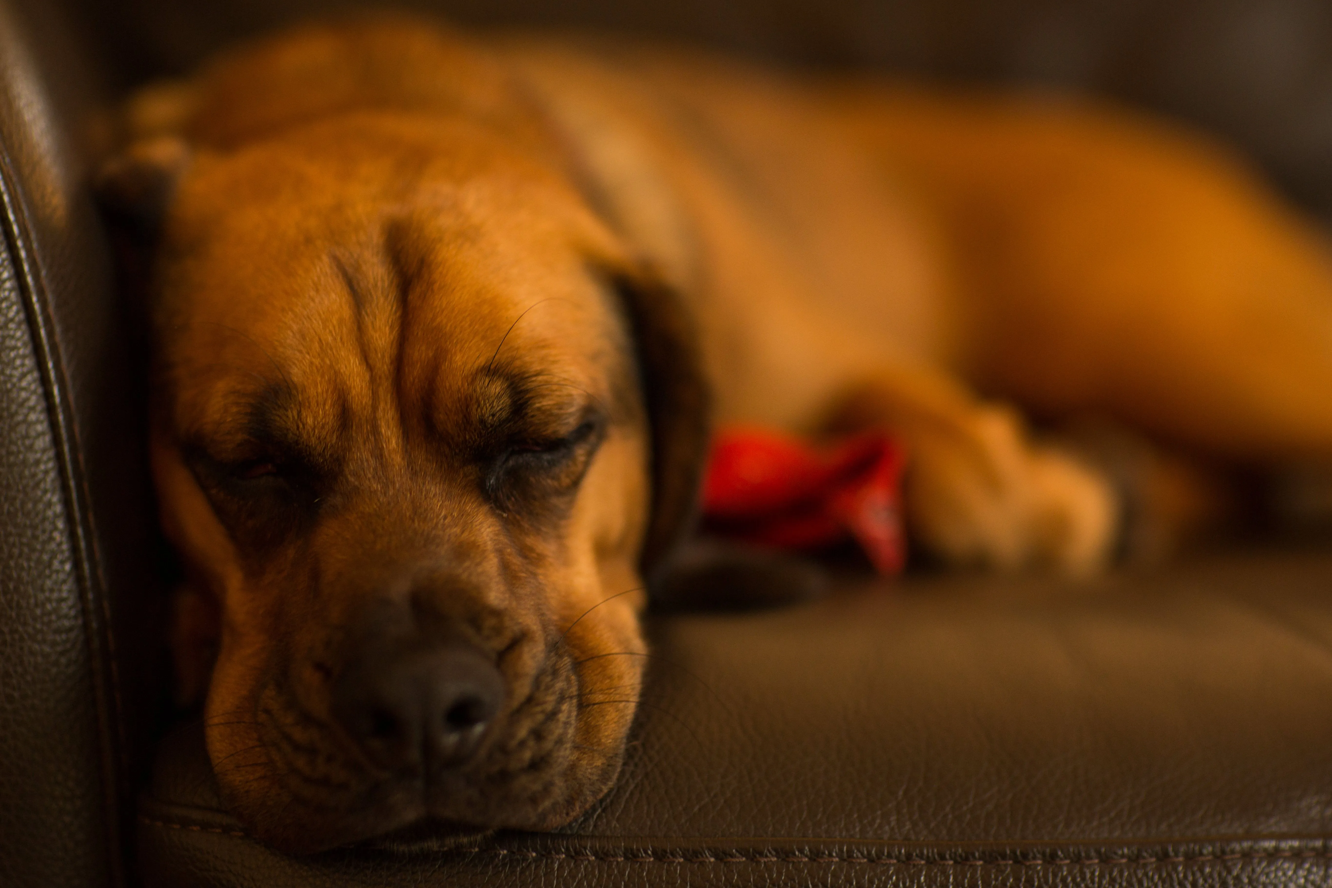 Close-up of a sleeping dog peacefully resting on a brown leather sofa.