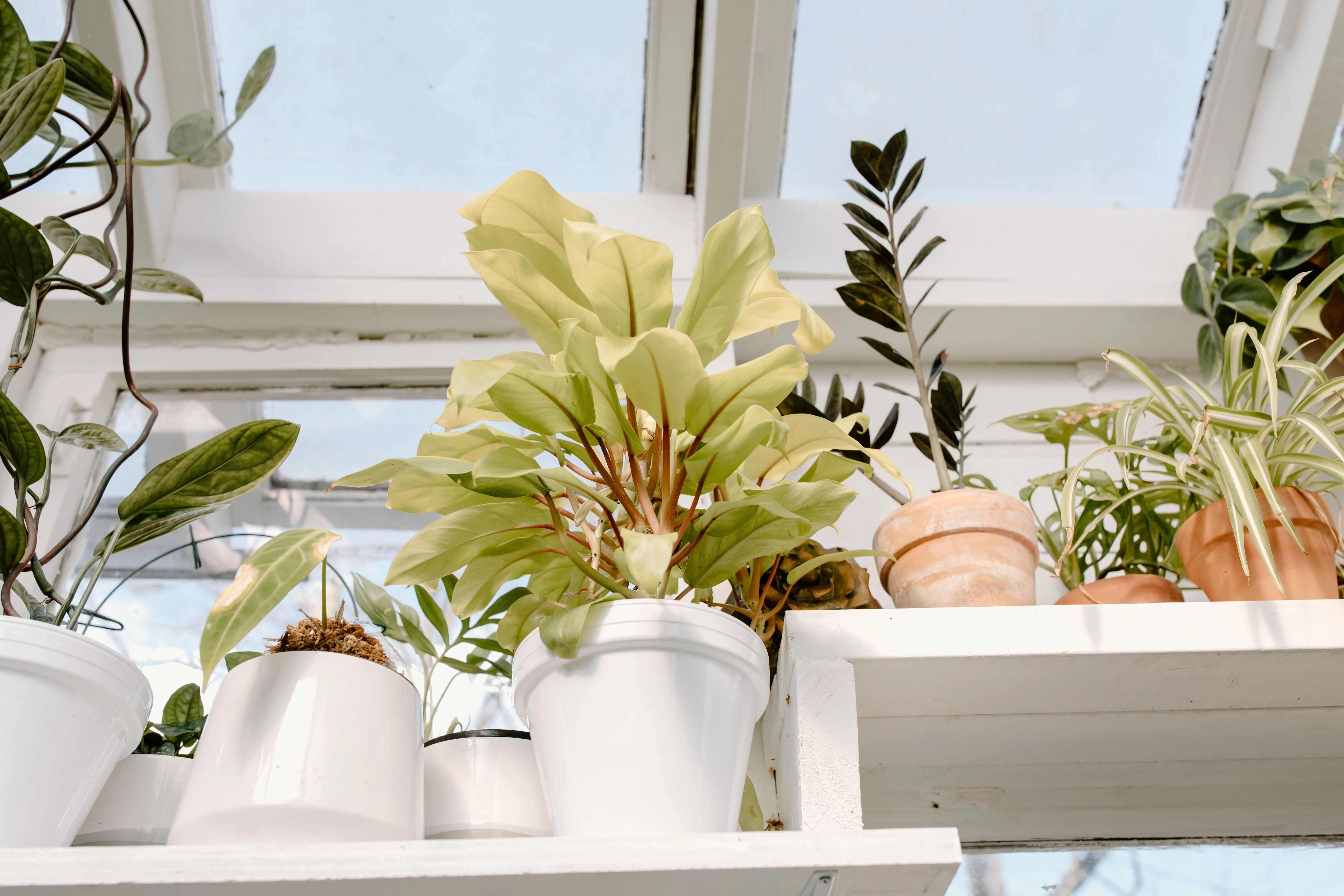 A sunlit indoor garden featuring a variety of potted houseplants on a shelf.
