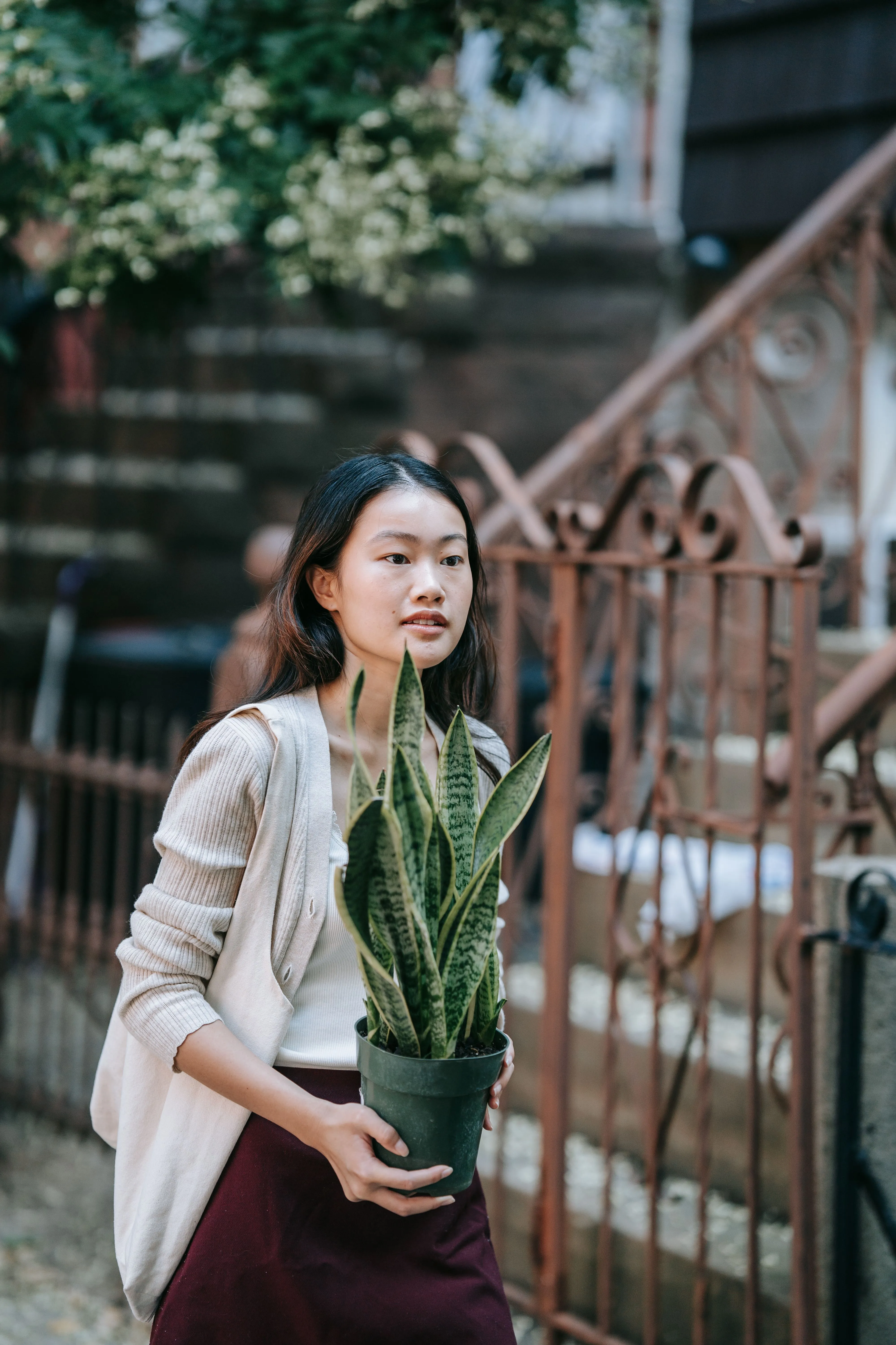 A young Asian woman carries a potted snake plant outdoors near a decorative metal fence.