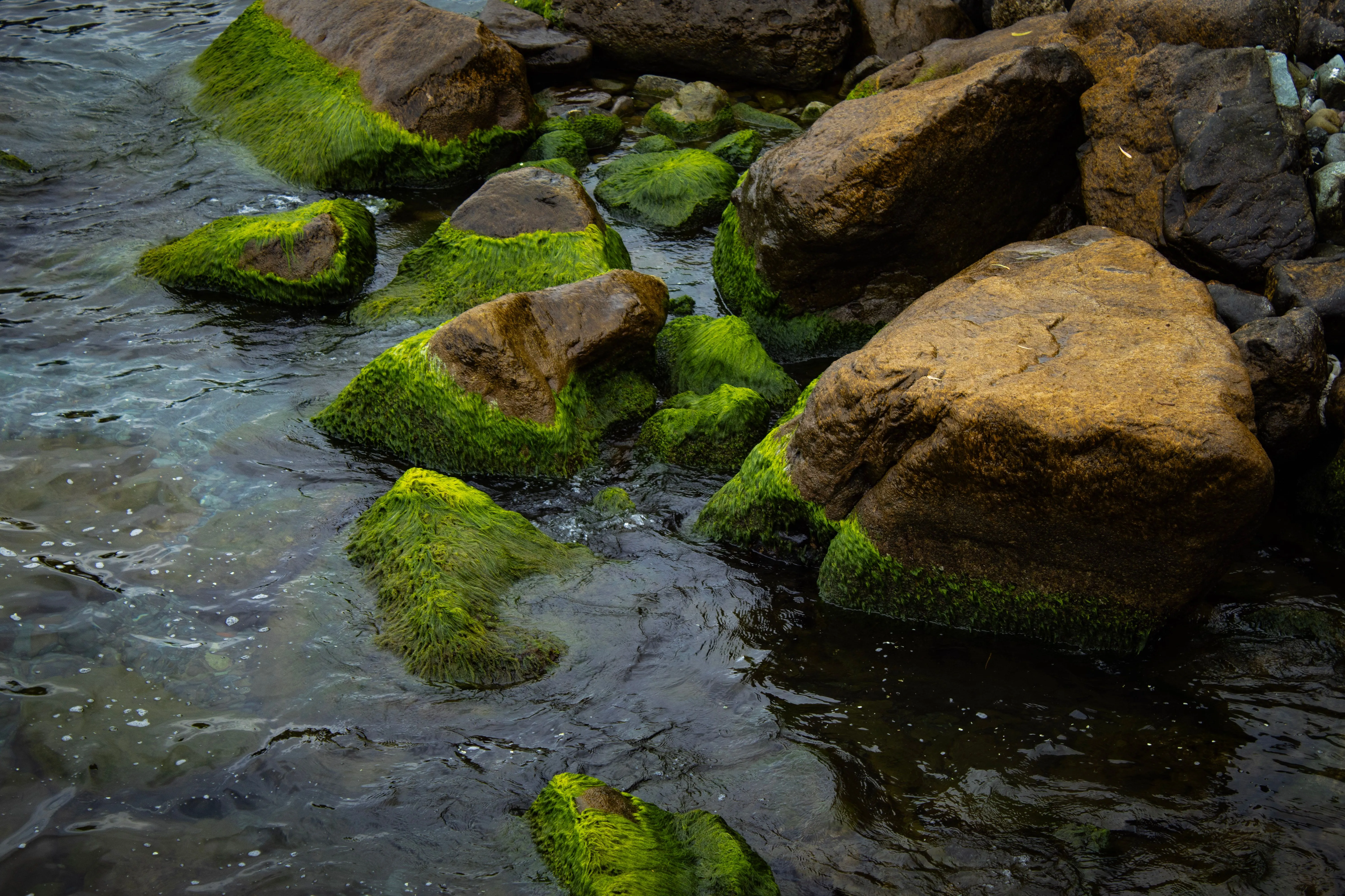 Serene view of moss-covered rocks beside a flowing water body, showcasing vibrant greens and earthy tones.