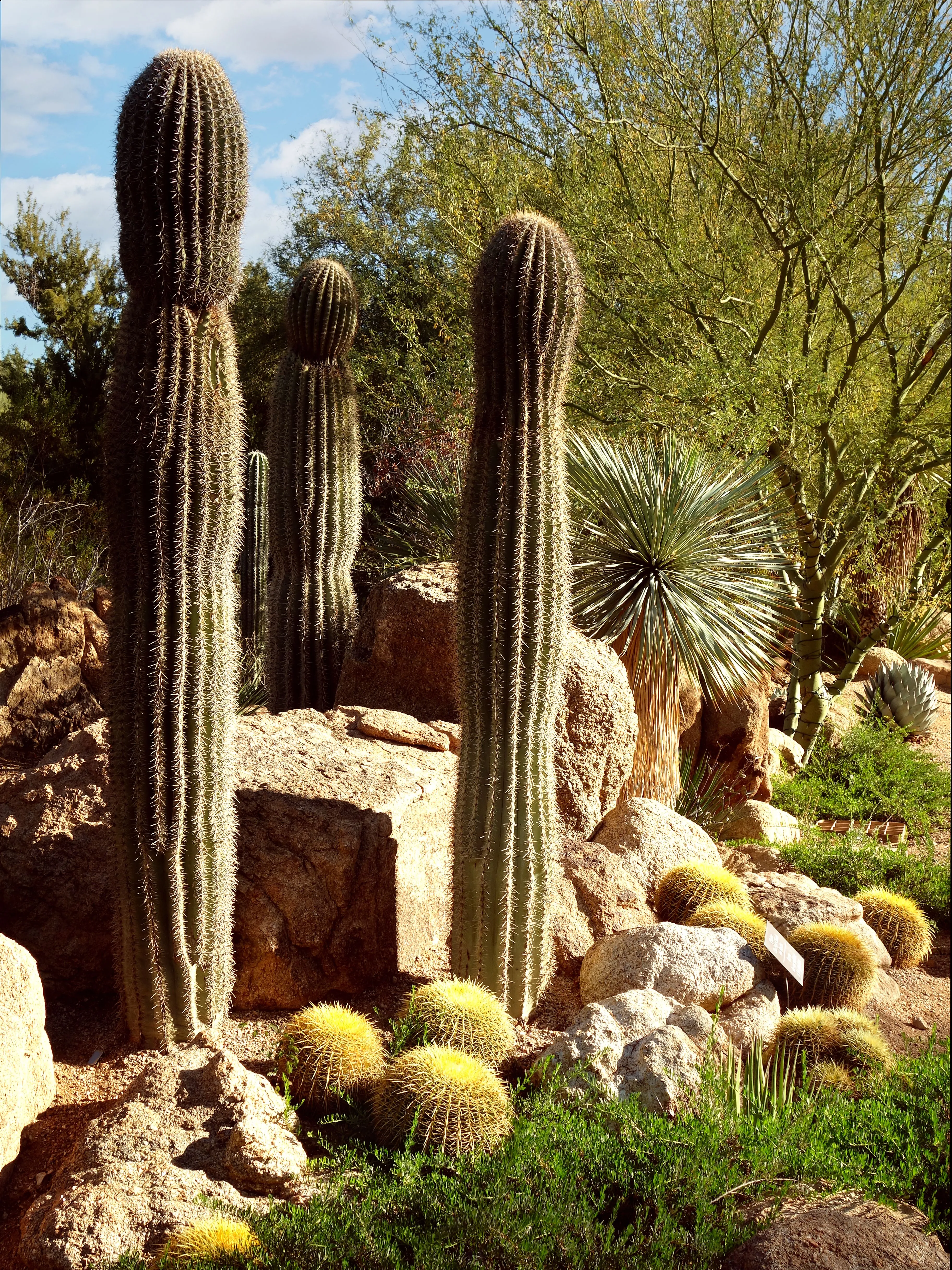 Tall saguaro cacti in a sunny Phoenix desert botanical garden.