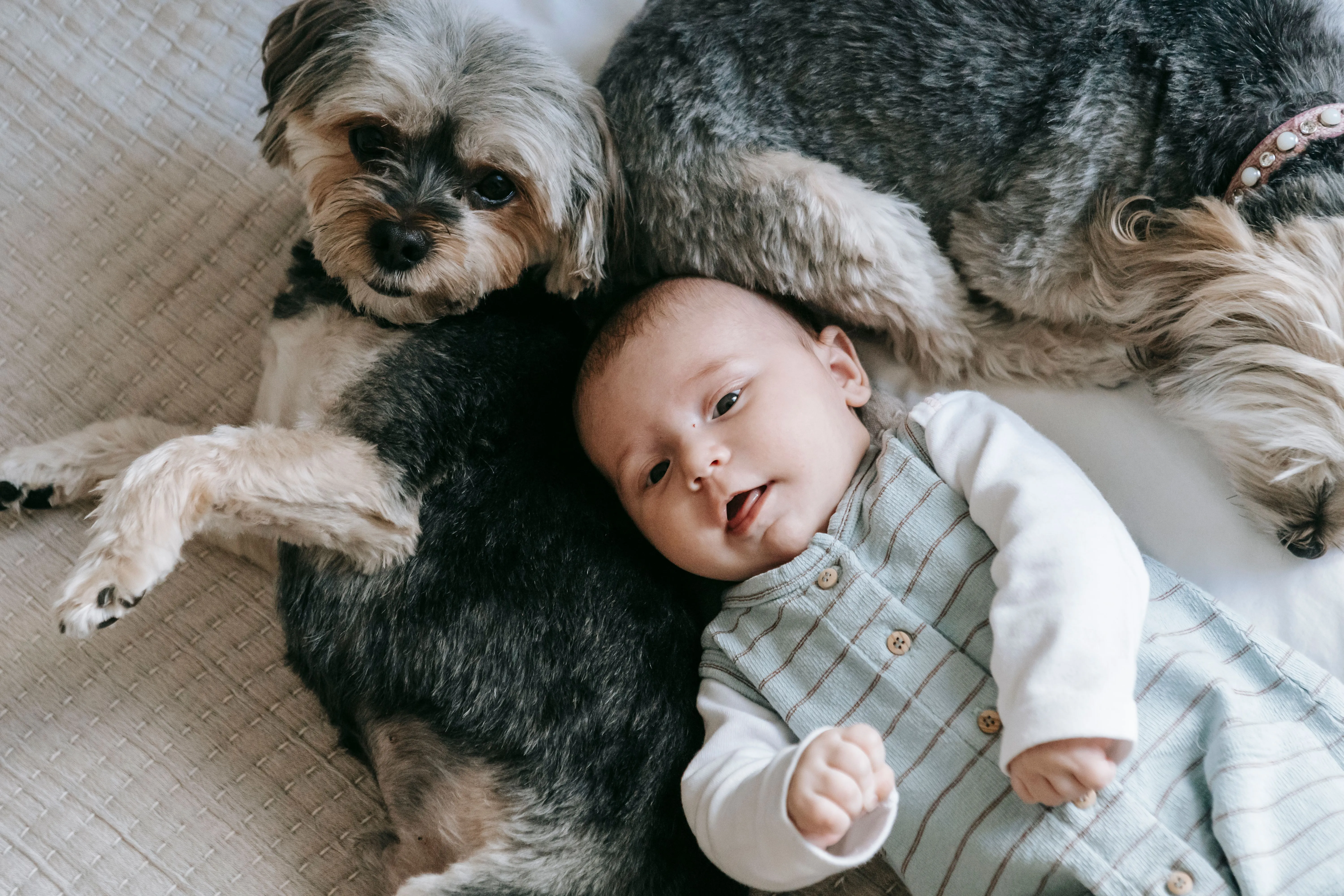 From above of cute baby lying on comfortable bed with fluffy Yorkshire Terrier dogs at home