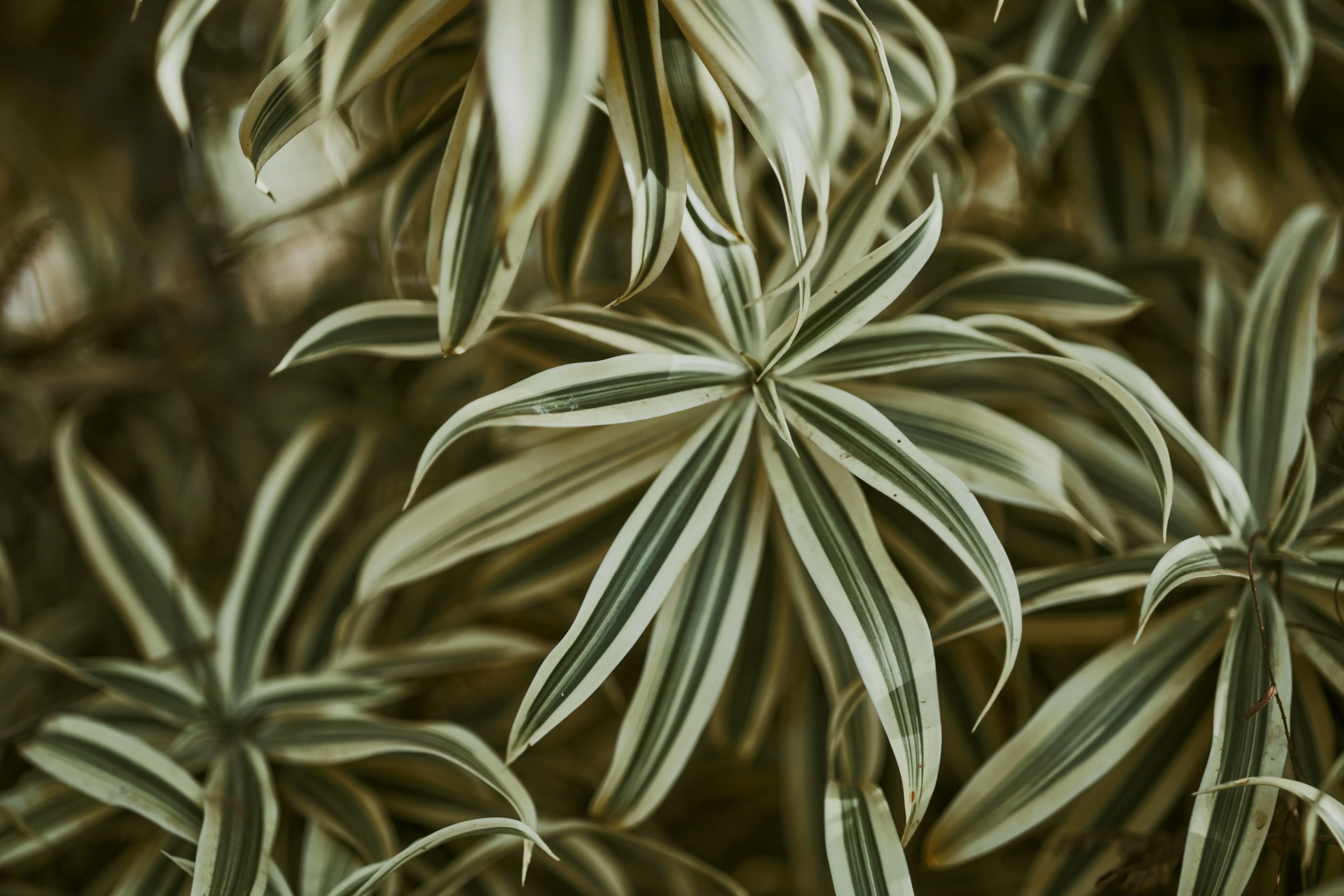 Detailed shot of variegated leaves showcasing natural patterns and textures in soft lighting.