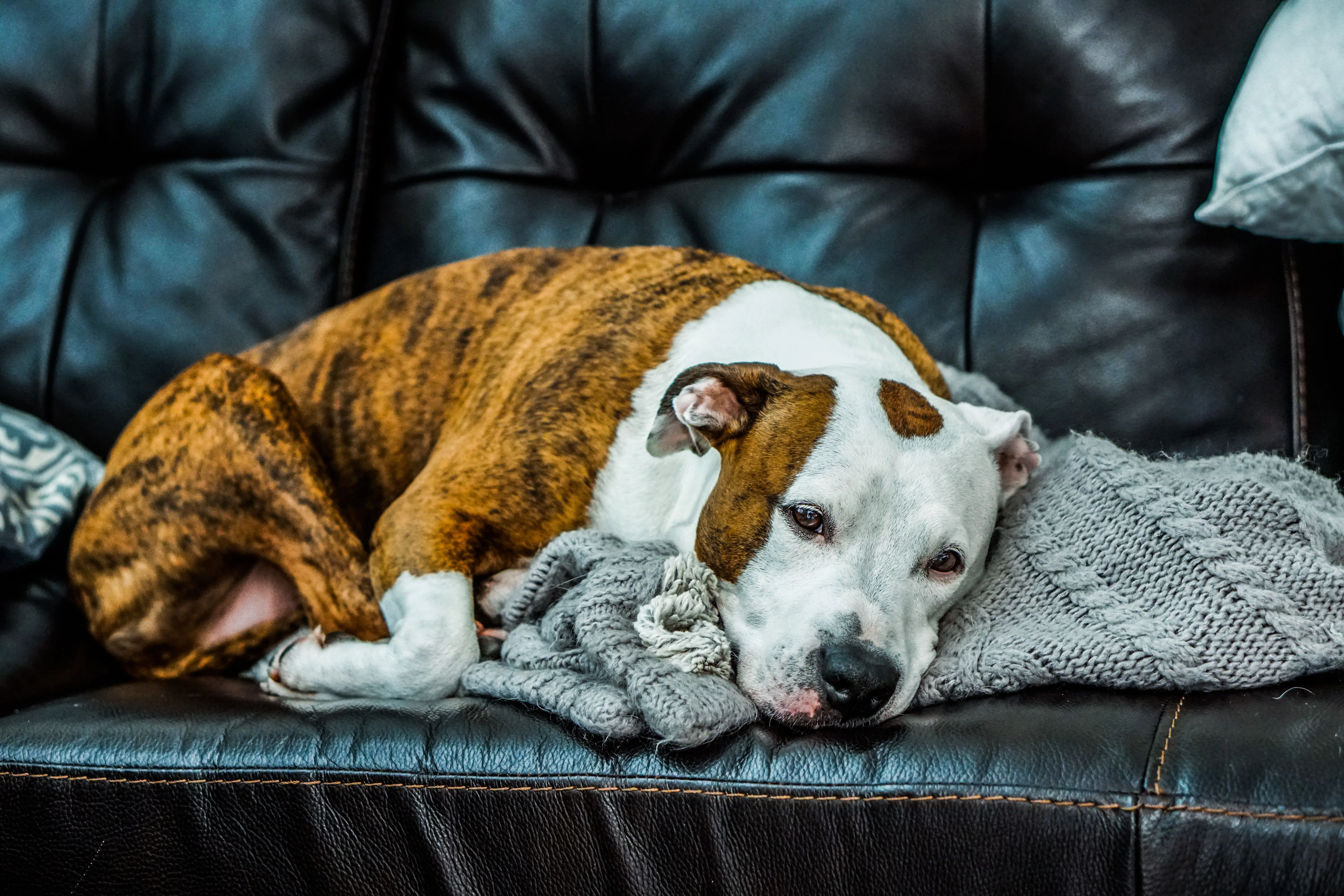 A brindle and white pitbull lies comfortably on a leather couch with a cozy blanket.