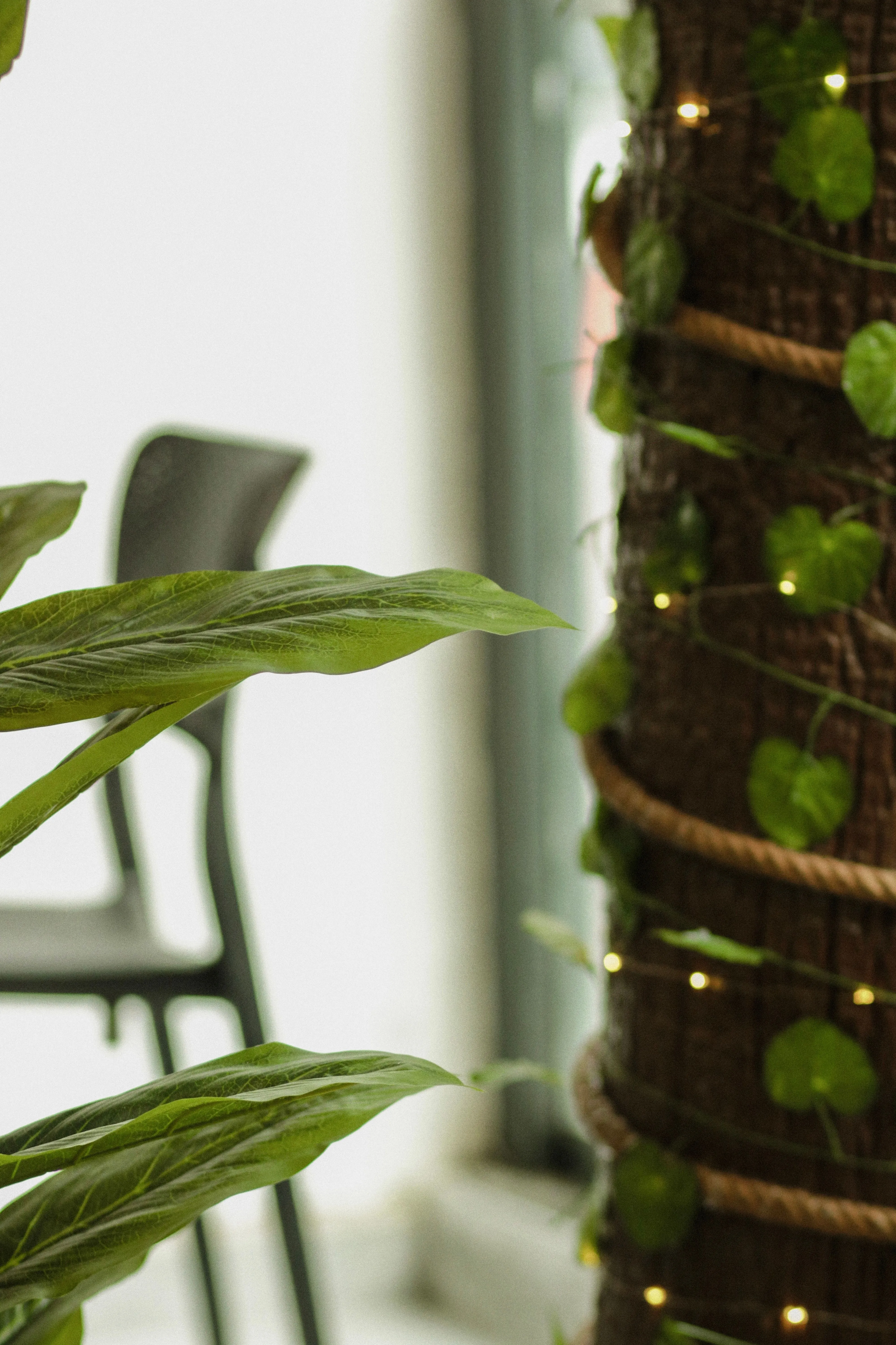 A close-up of indoor plants with twined rope on a tree trunk and a chair in the background.