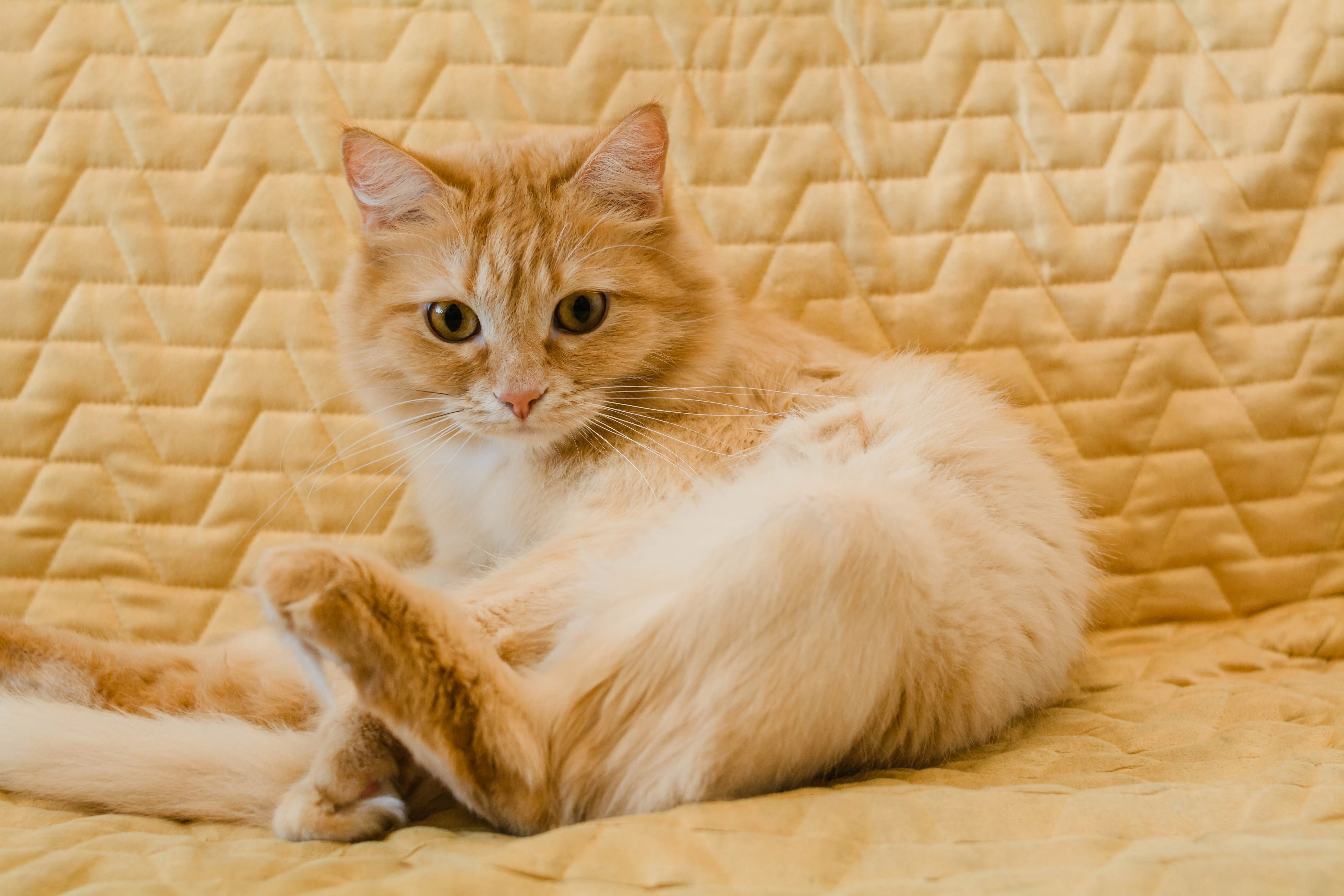 A cute fluffy tabby cat lounging comfortably on a yellow quilted background.