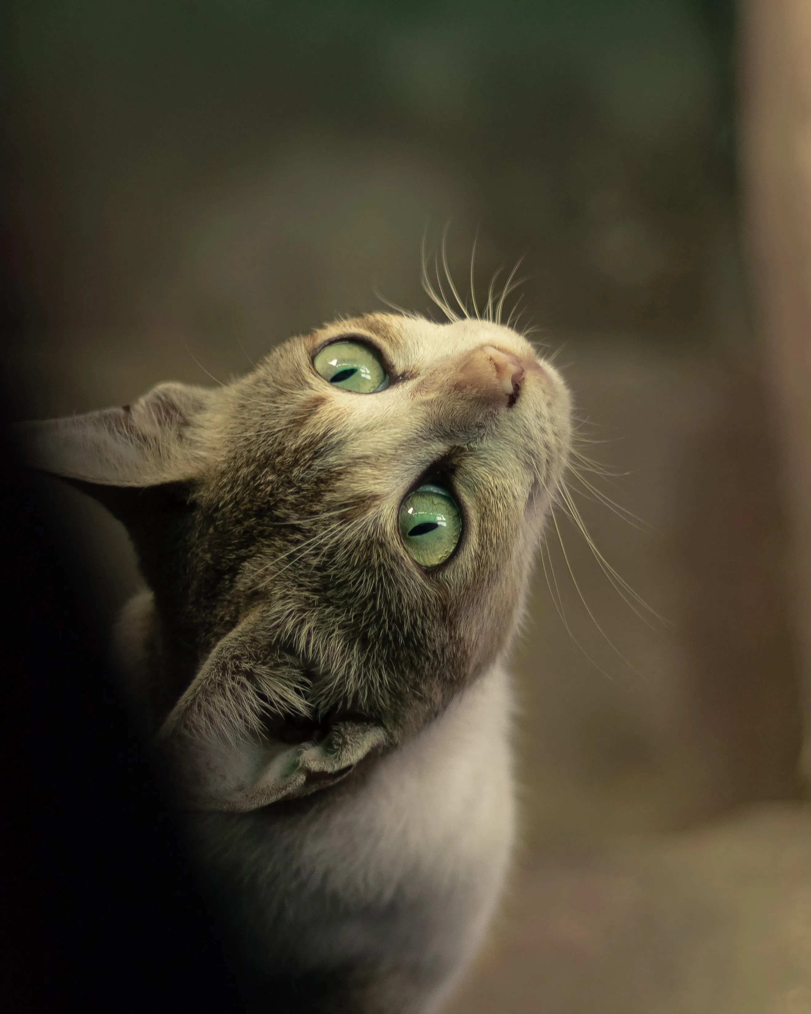 Close-up of a curious kitten with striking green eyes looking upwards.