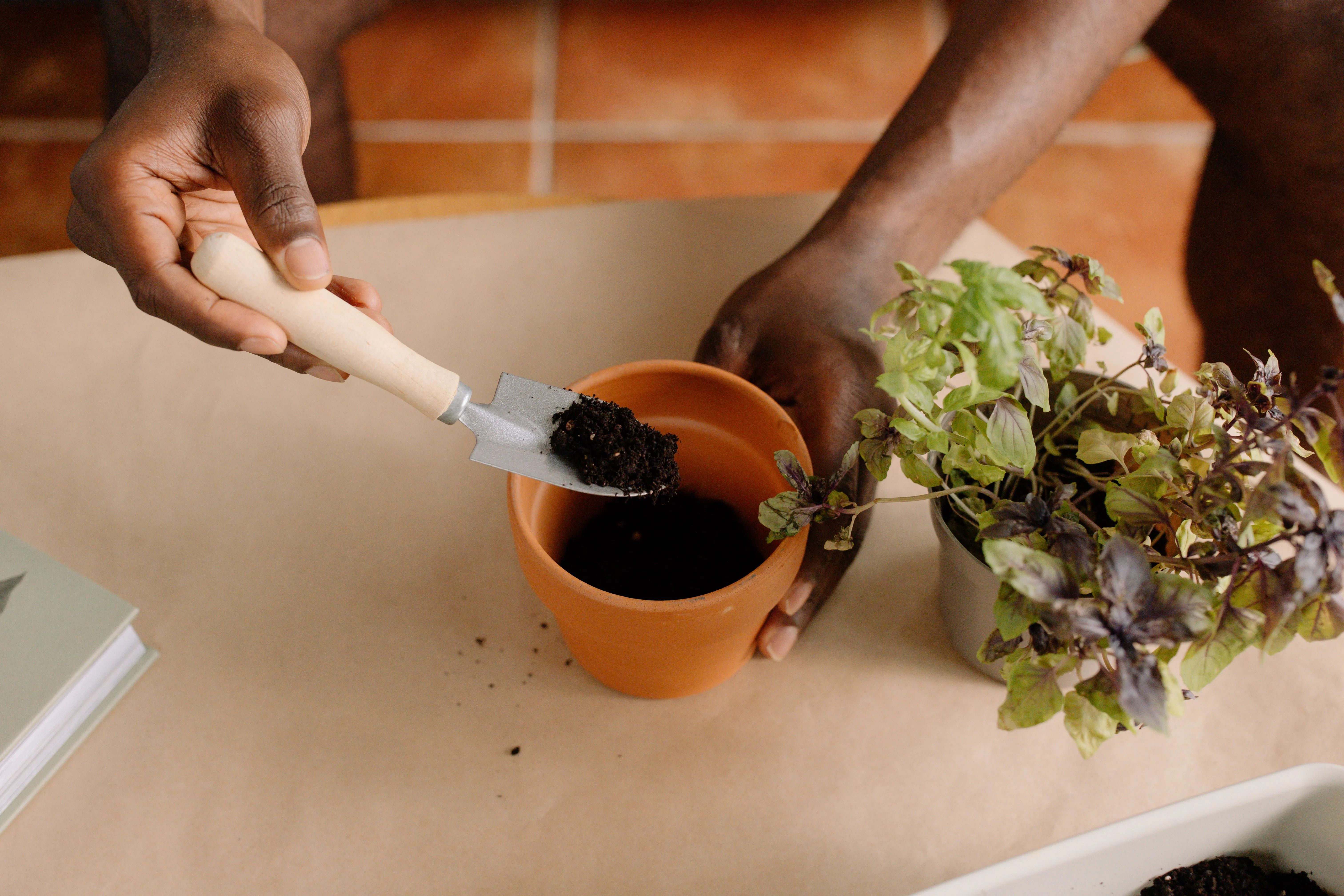 Close-up of a person planting herbs in a pot with soil indoors.