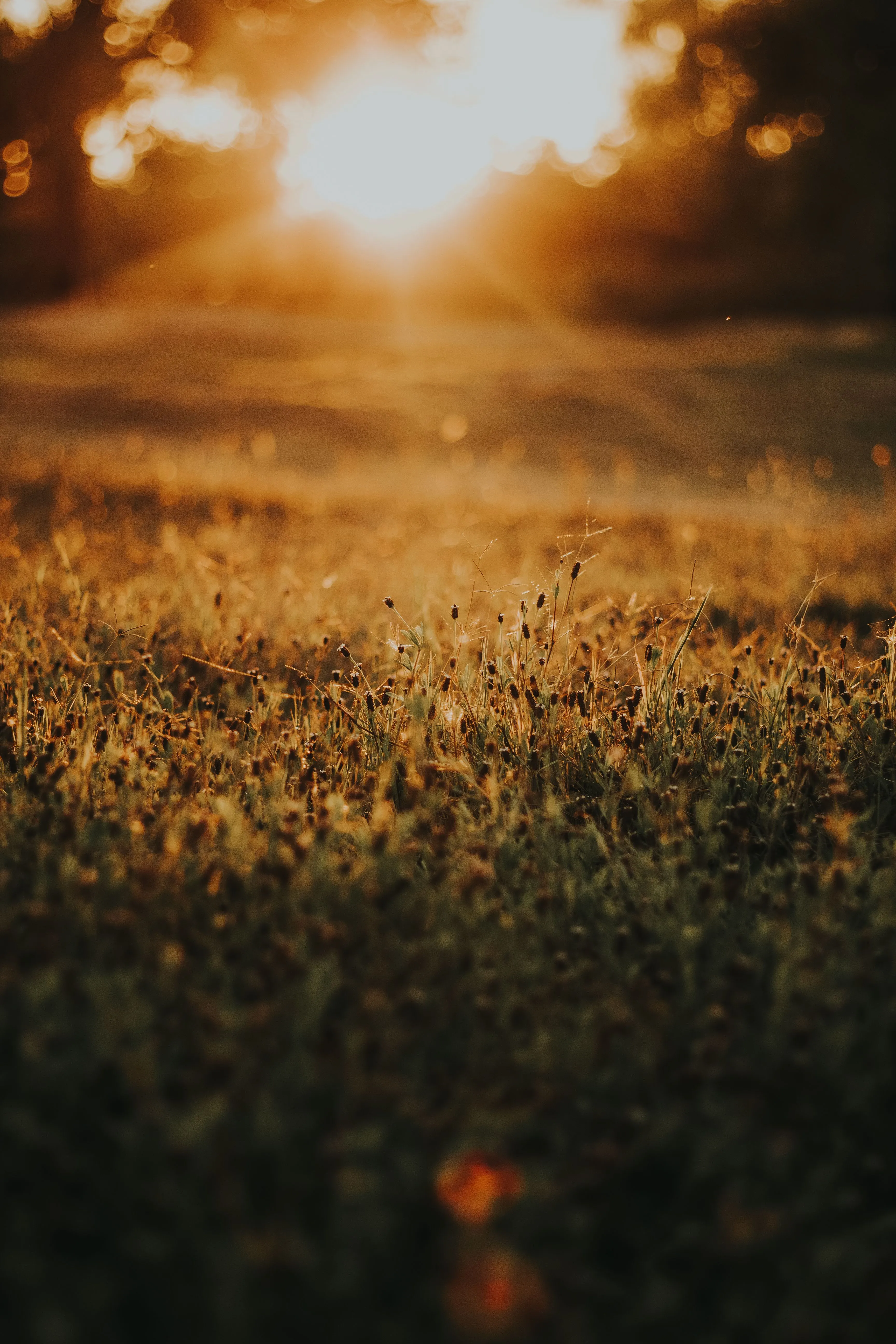 Beautiful sunrise over dewy grass in a serene meadow during fall.