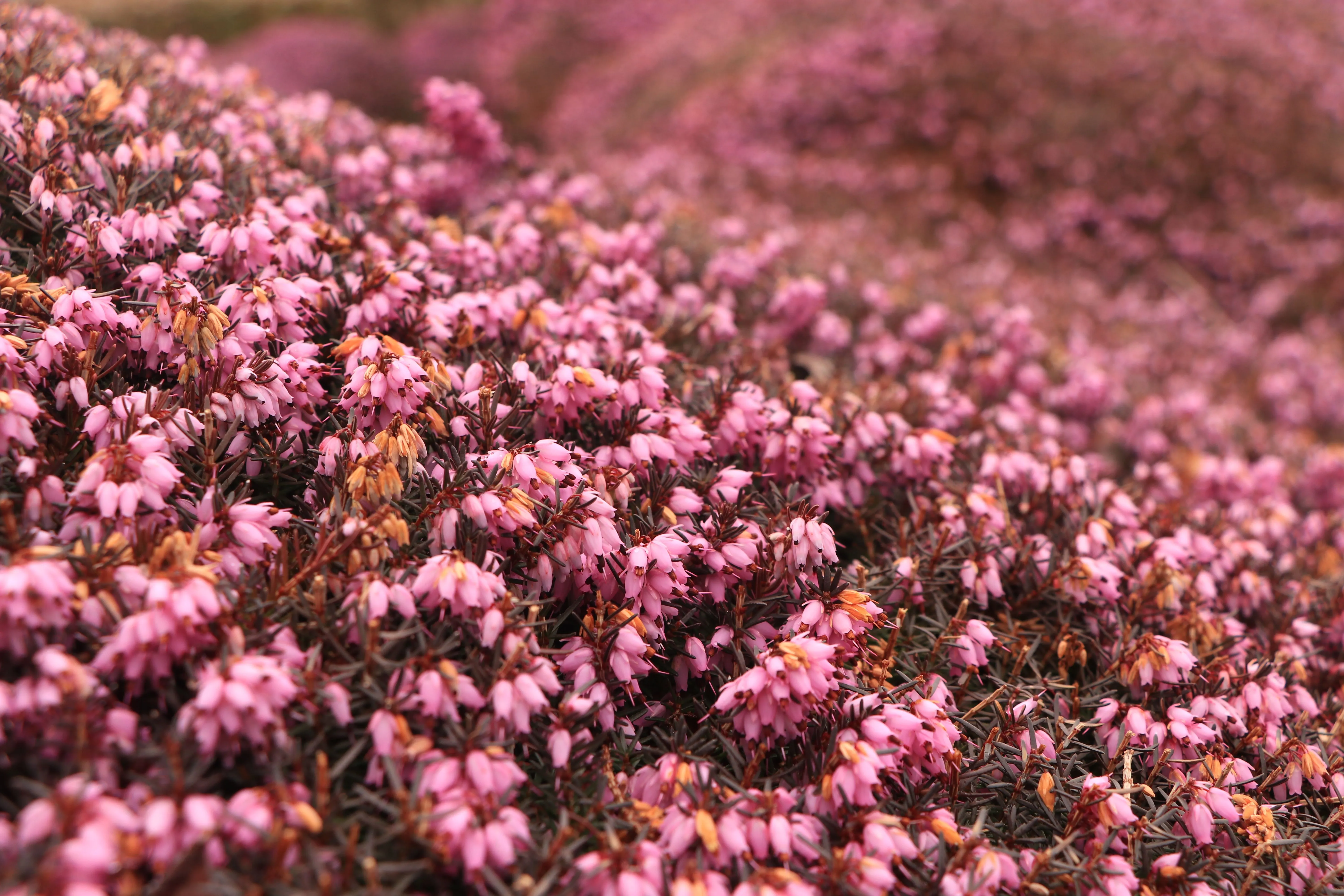 A field of vibrant pink heather flowers blooming outdoors in Seattle's springtime.