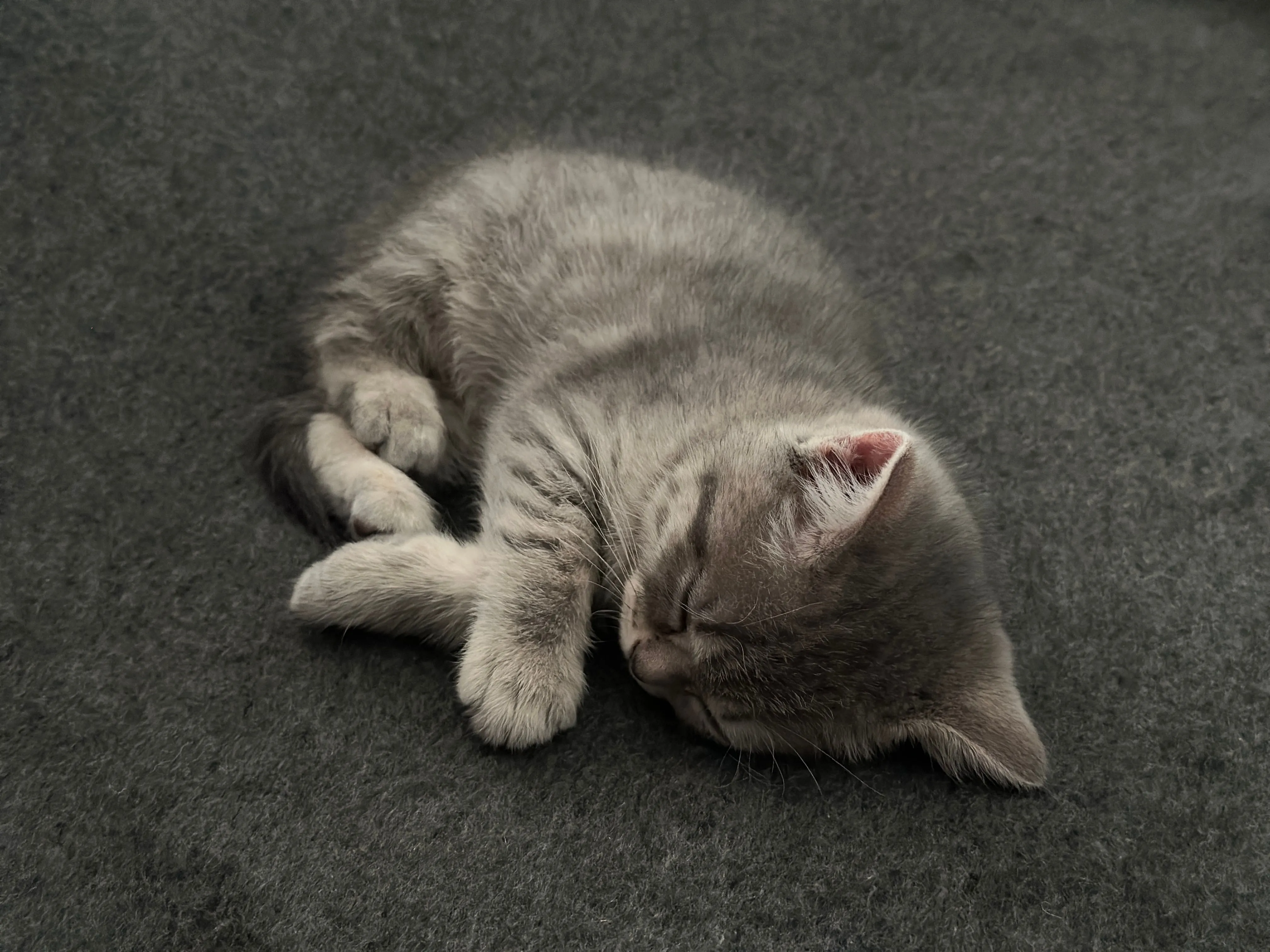 A cute gray kitten peacefully sleeping on a textured gray surface.