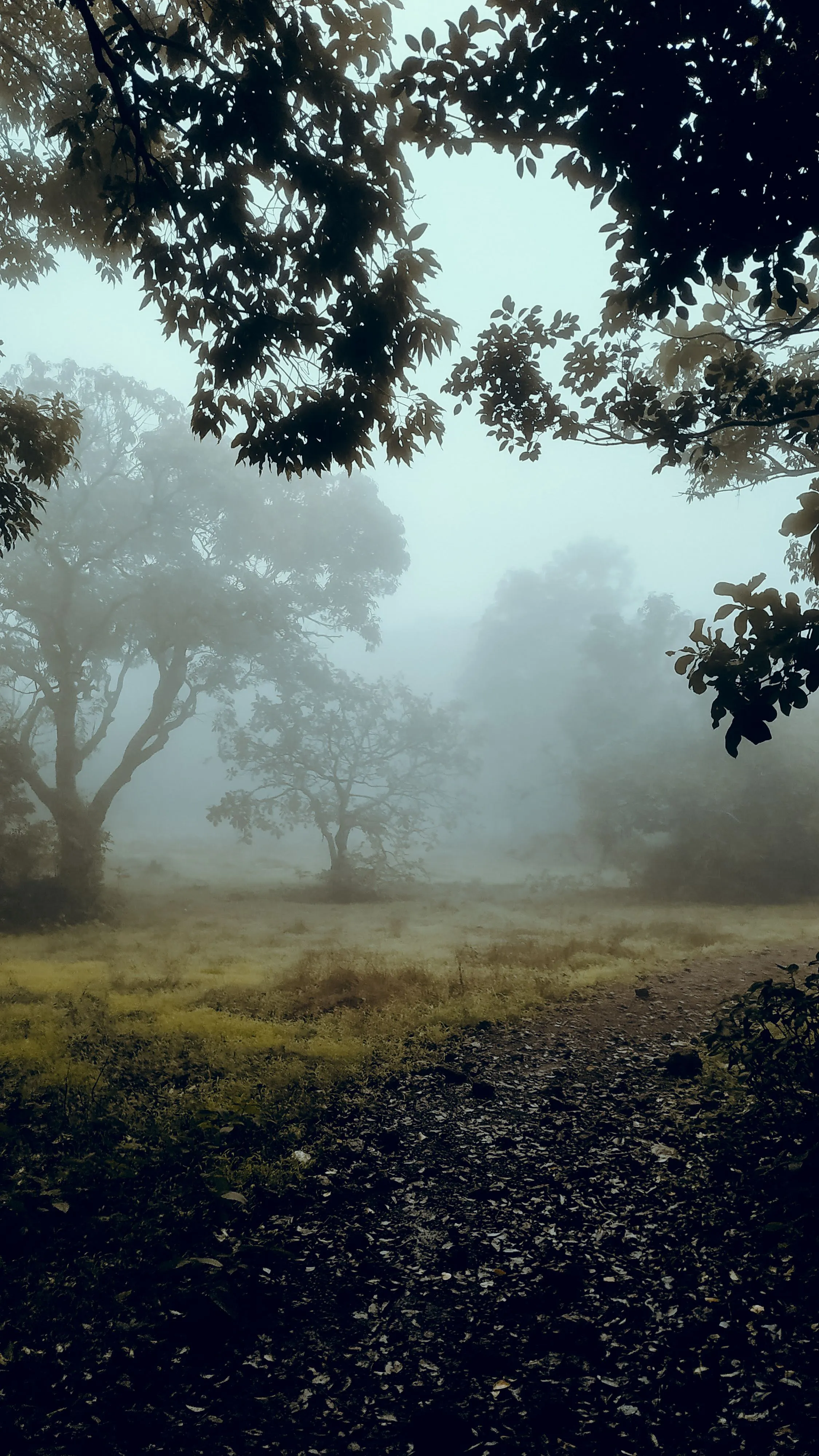 Tall trees with lush green foliage growing on grassy ground in woods in misty weather in nature on summer day