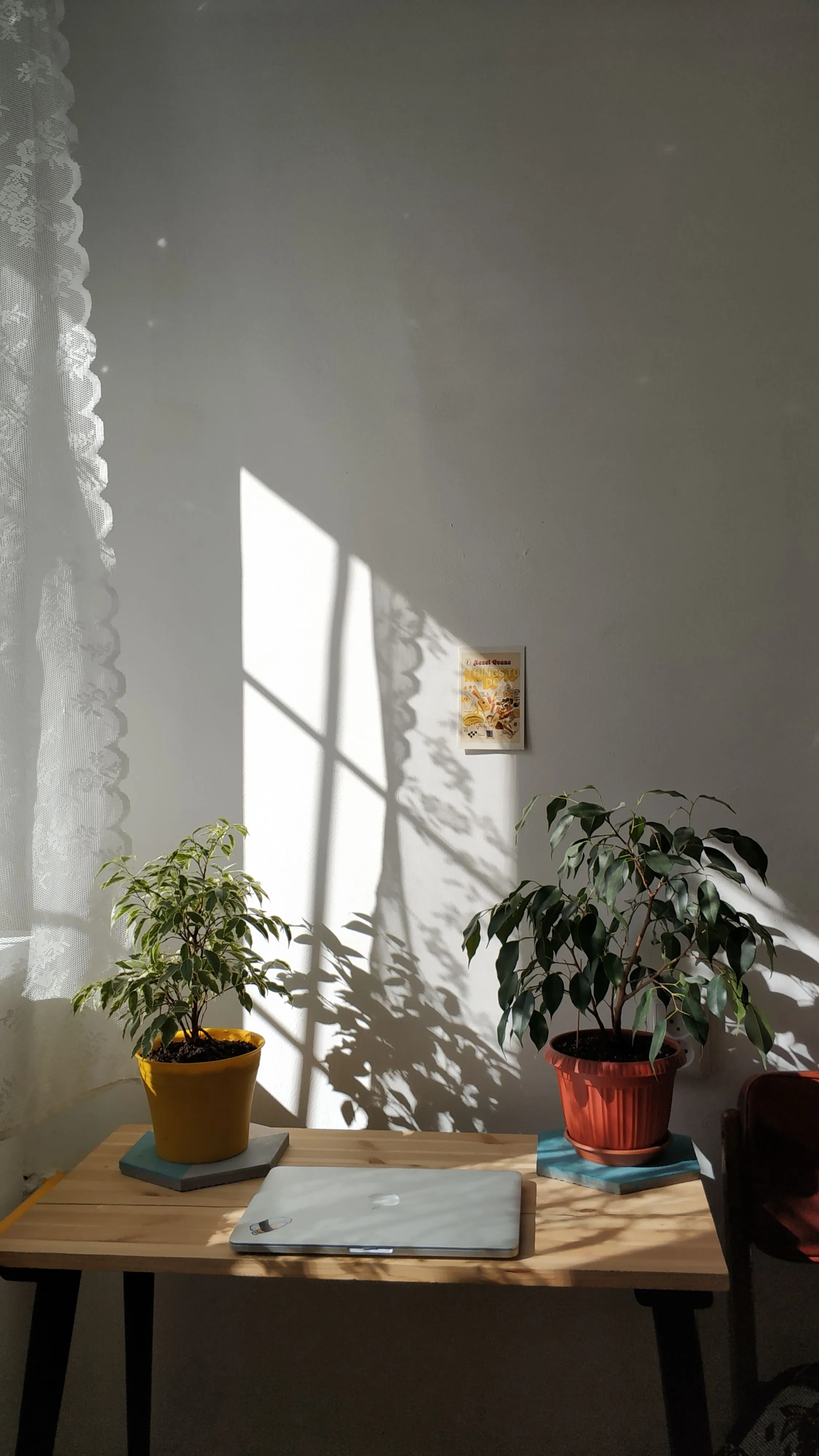 Plants in yellow and terracotta pots on wooden table with laptop near window with lace curtain against white wall with small picture