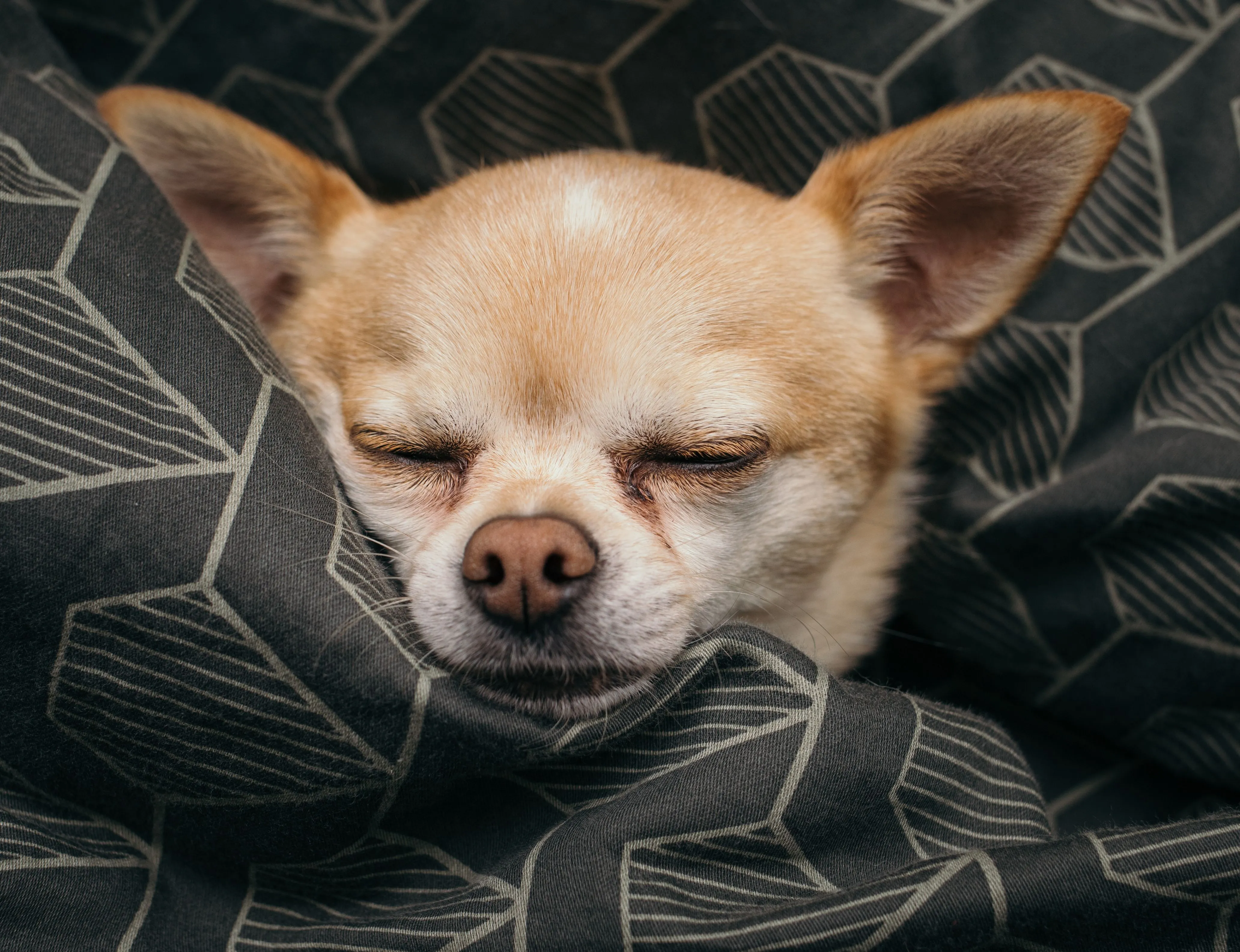 Adorable Chihuahua puppy sleeping comfortably wrapped in a geometric-patterned blanket.