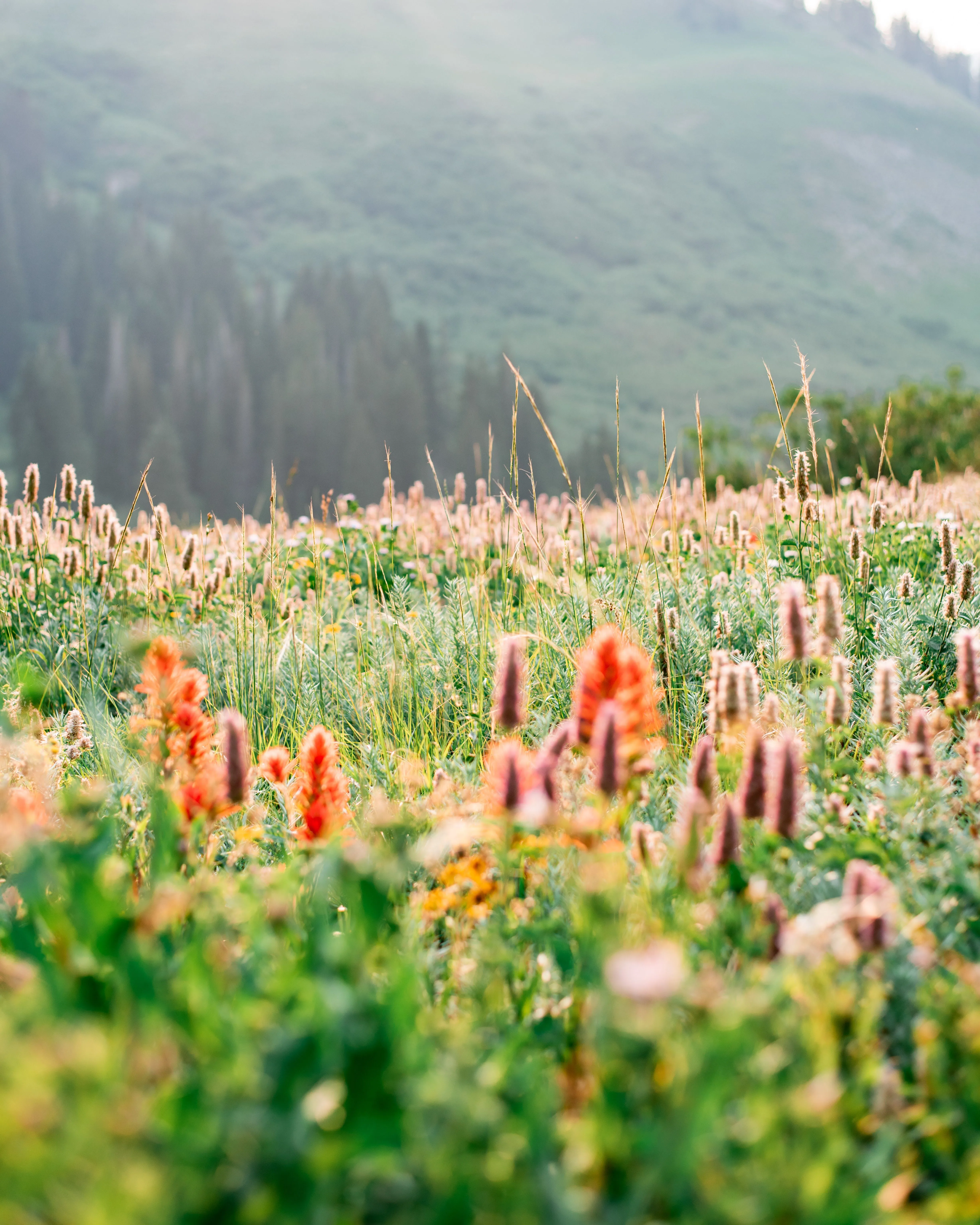A vibrant summer meadow filled with colorful wildflowers against a mountainous backdrop.