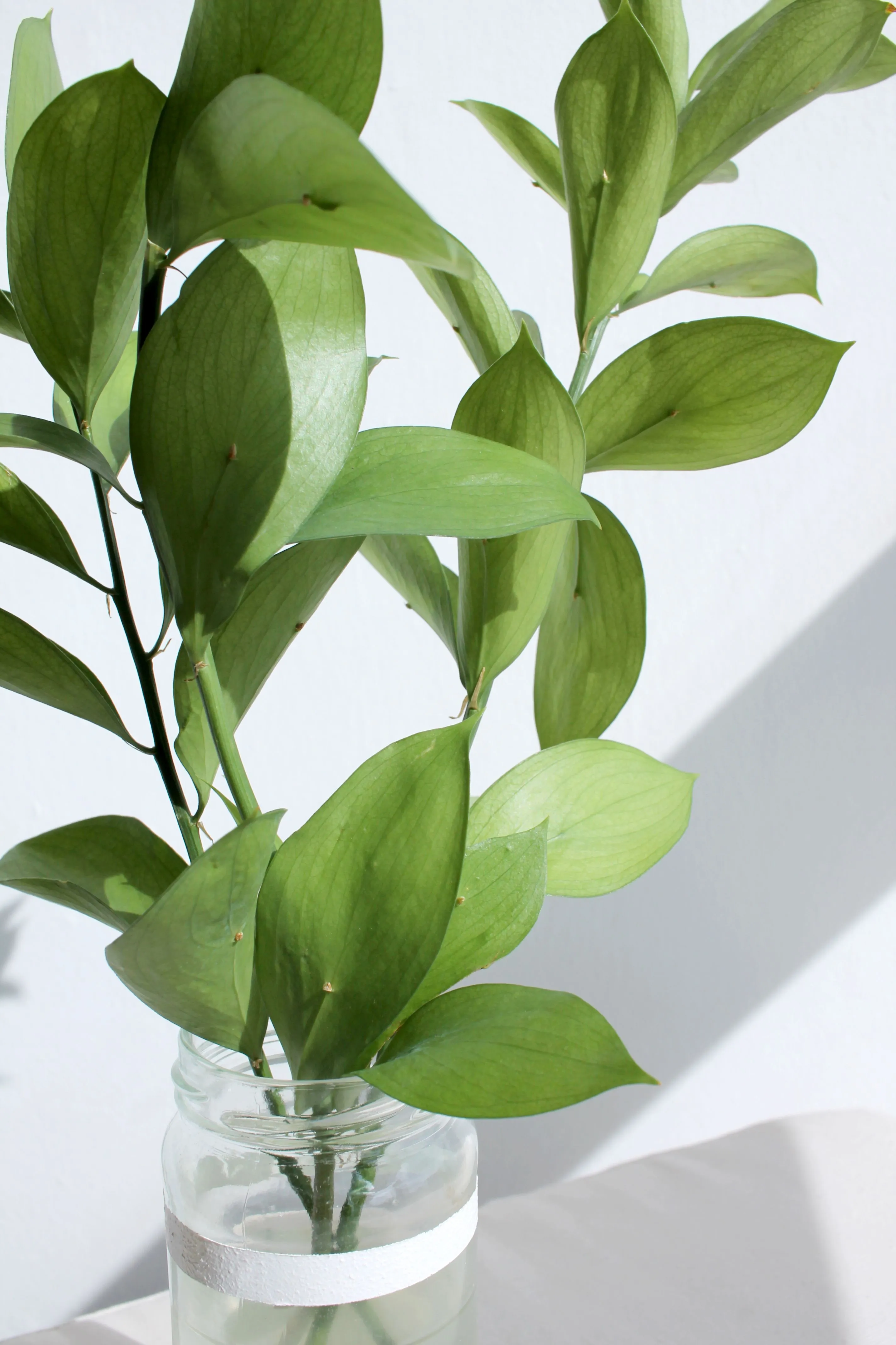 A close-up of lush green leaves in a glass jar, illuminated by natural light.