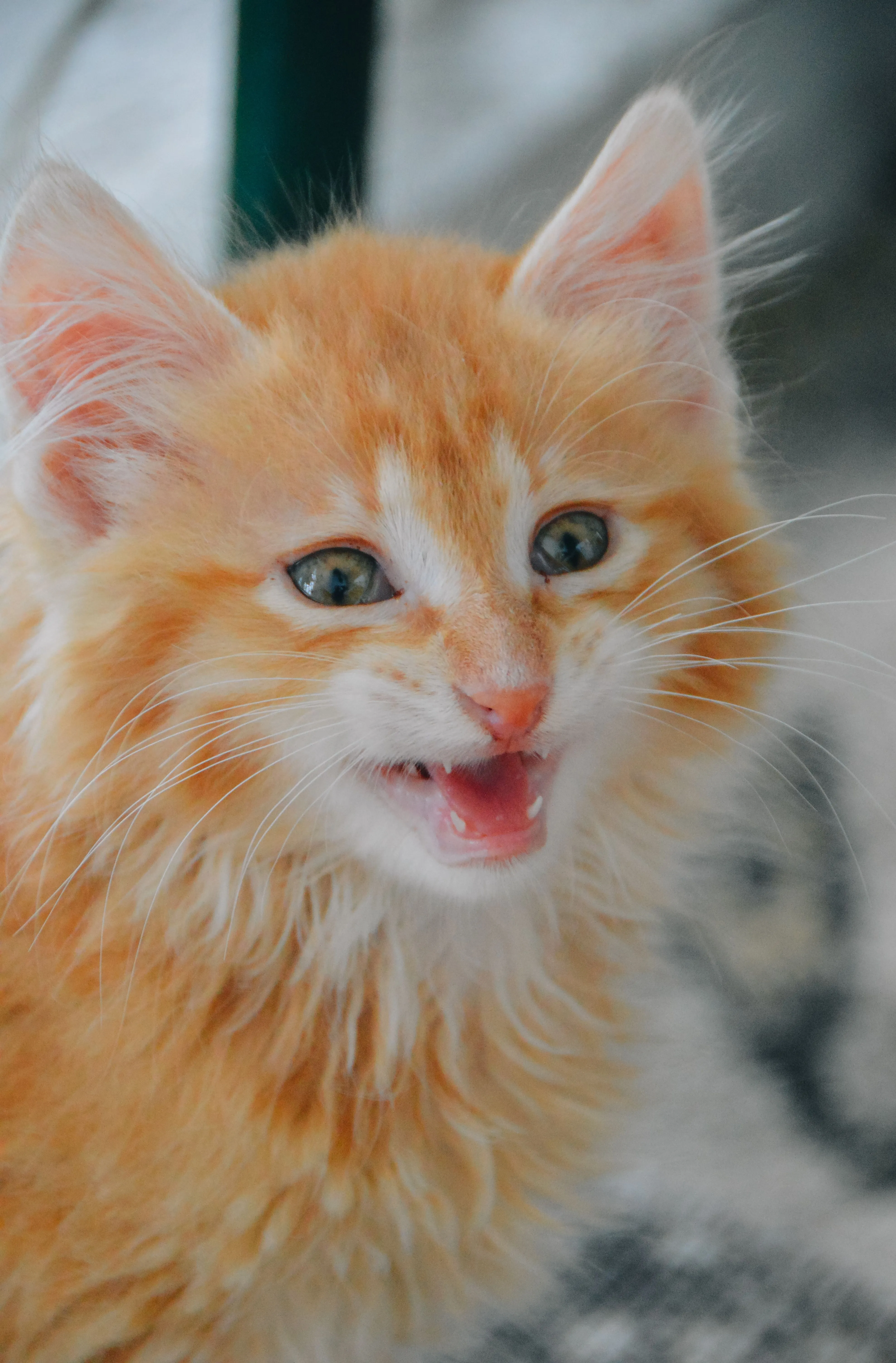 Charming close-up of a young orange kitten meowing, showcasing its cuteness.