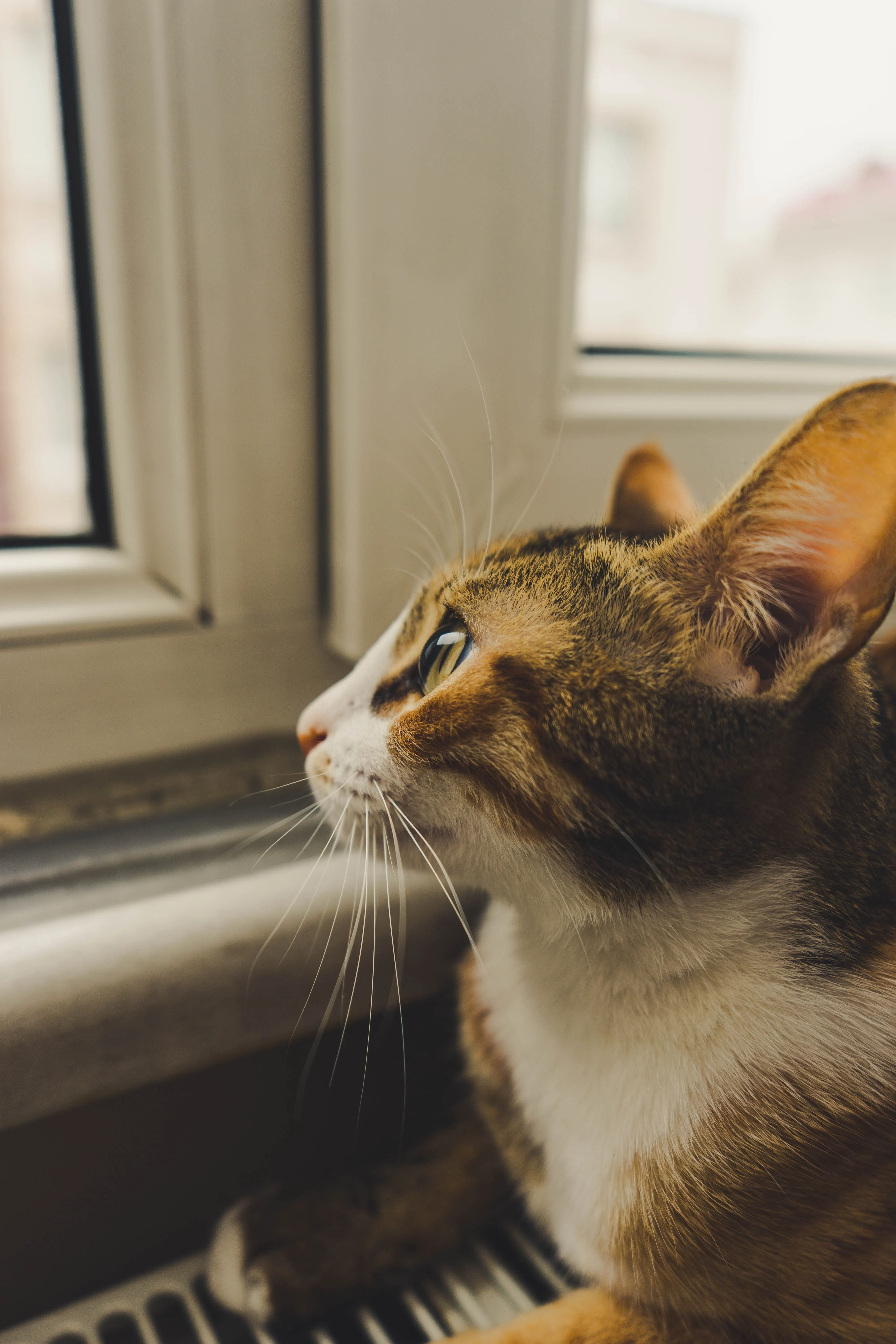 A cute domestic cat looking curiously out a window in an indoor setting.
