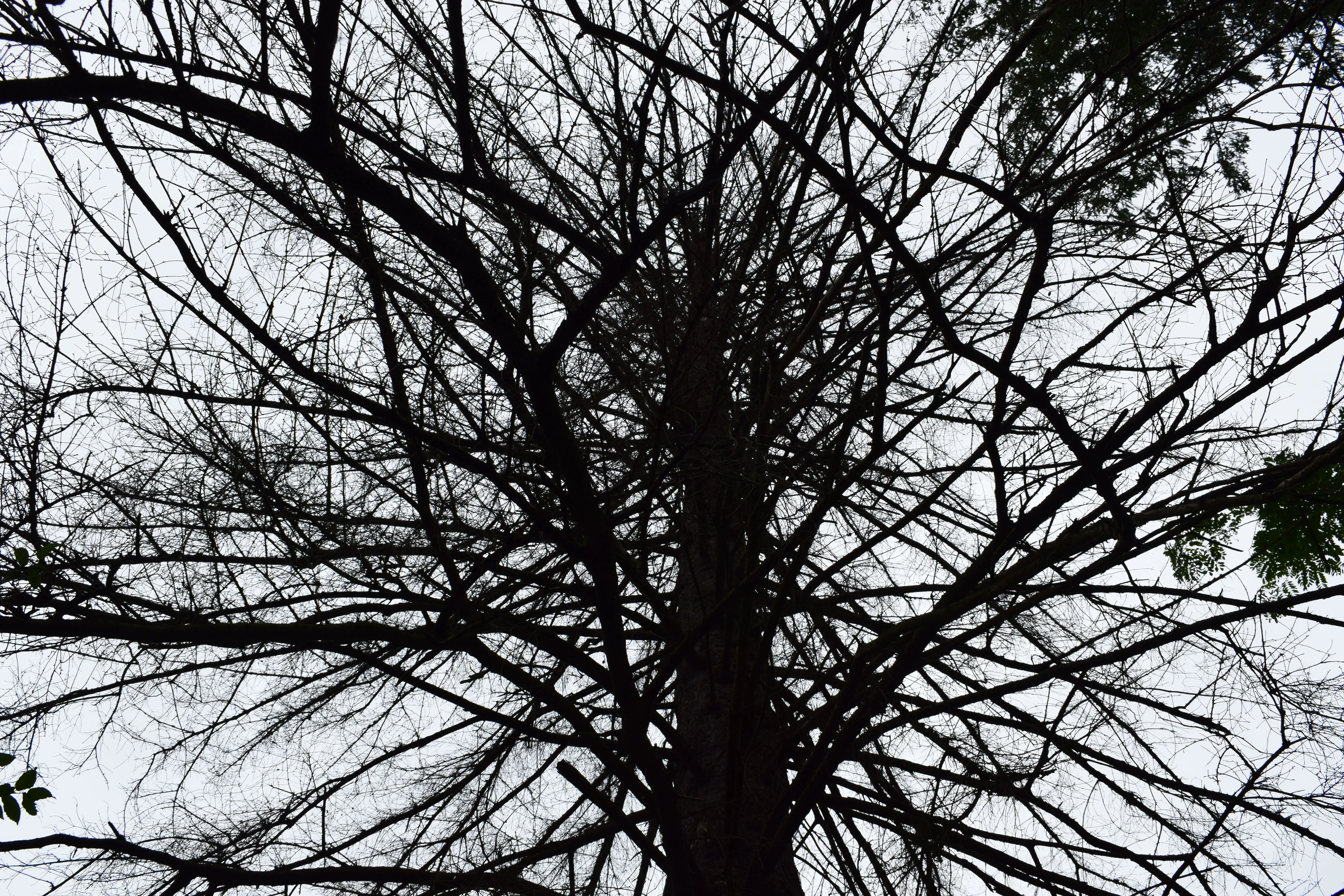 A striking black-and-white image of leafless tree branches silhouetted against the sky.