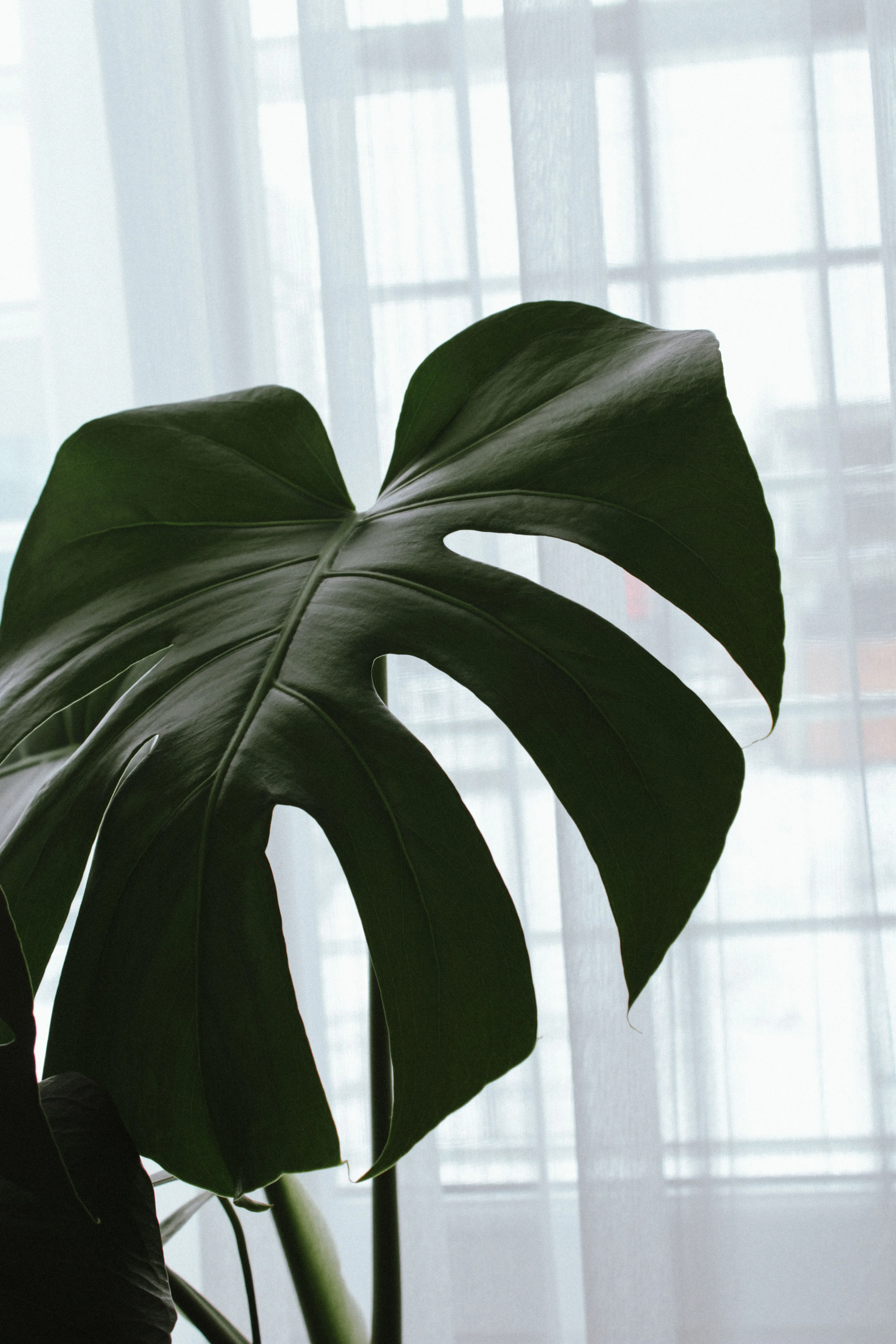 A close-up of a Monstera deliciosa leaf backlit by soft natural light indoors, showcasing its unique shape.