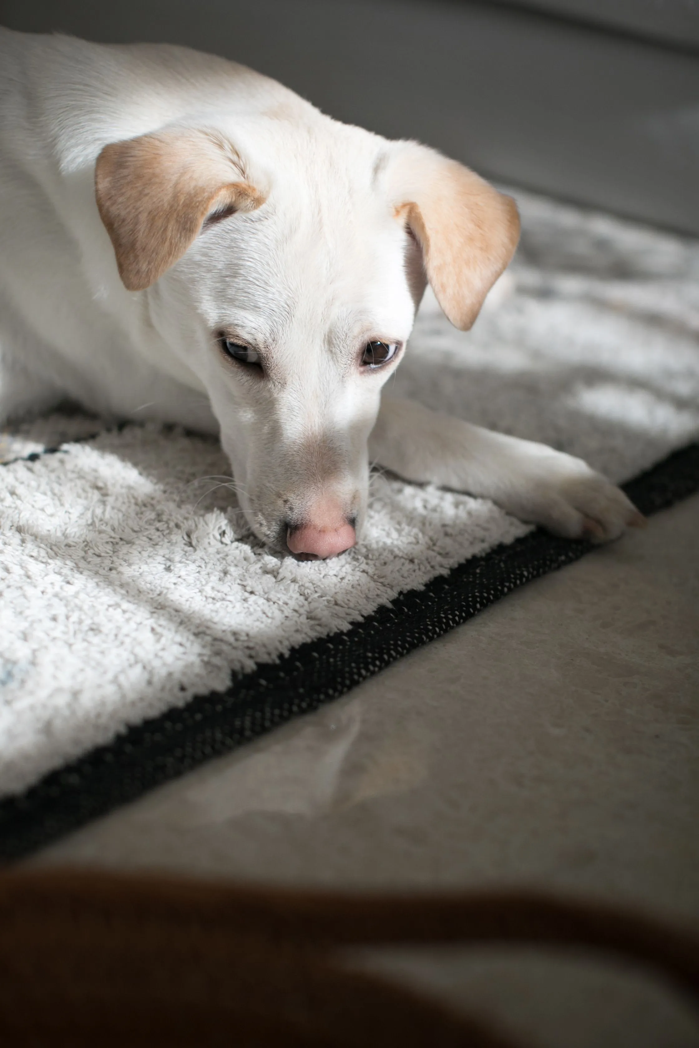 Cute Labrador puppy lounging on a rug, enjoying a sunny indoor spot.