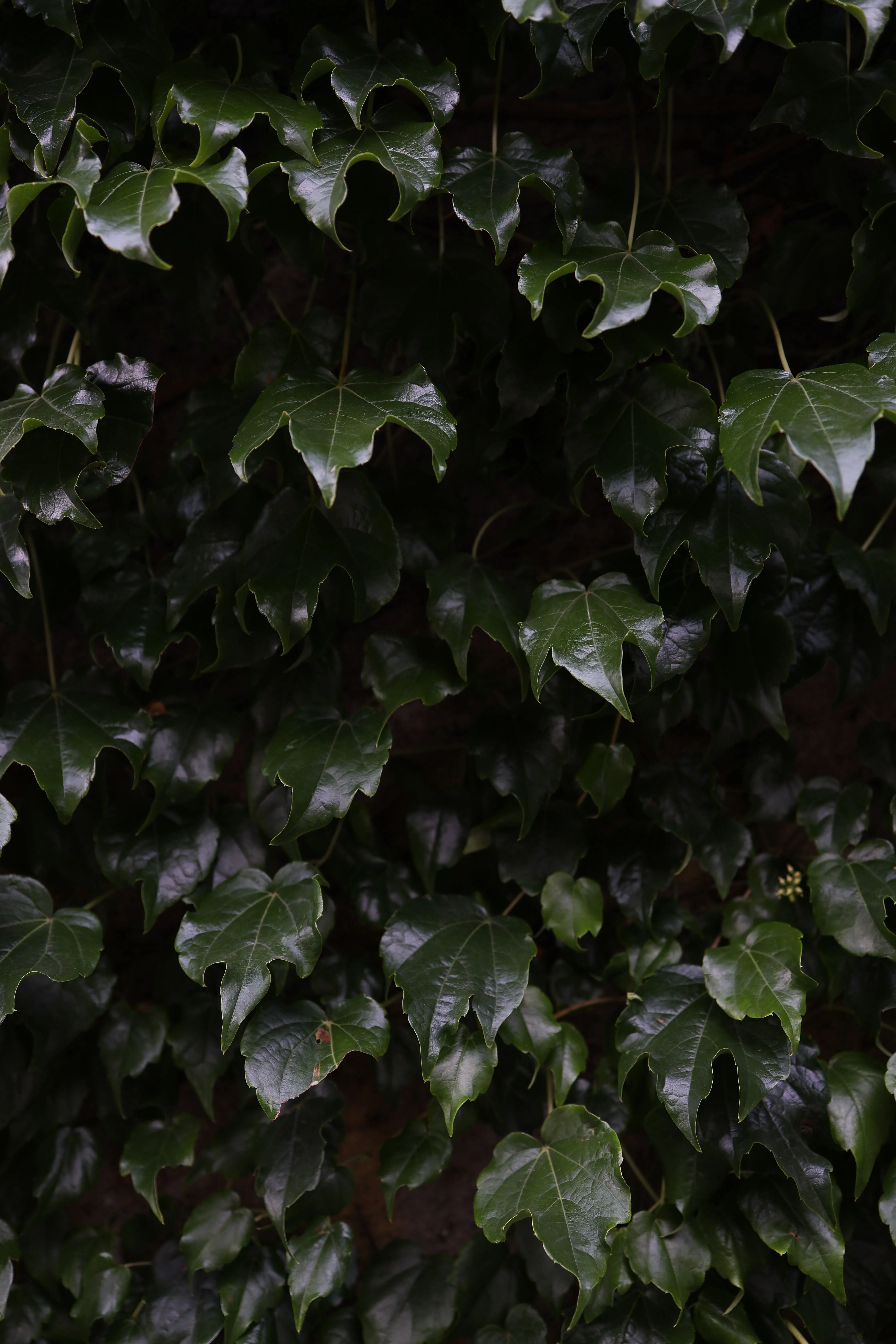 Close-up of lush, dark green ivy leaves creating a textured natural background.