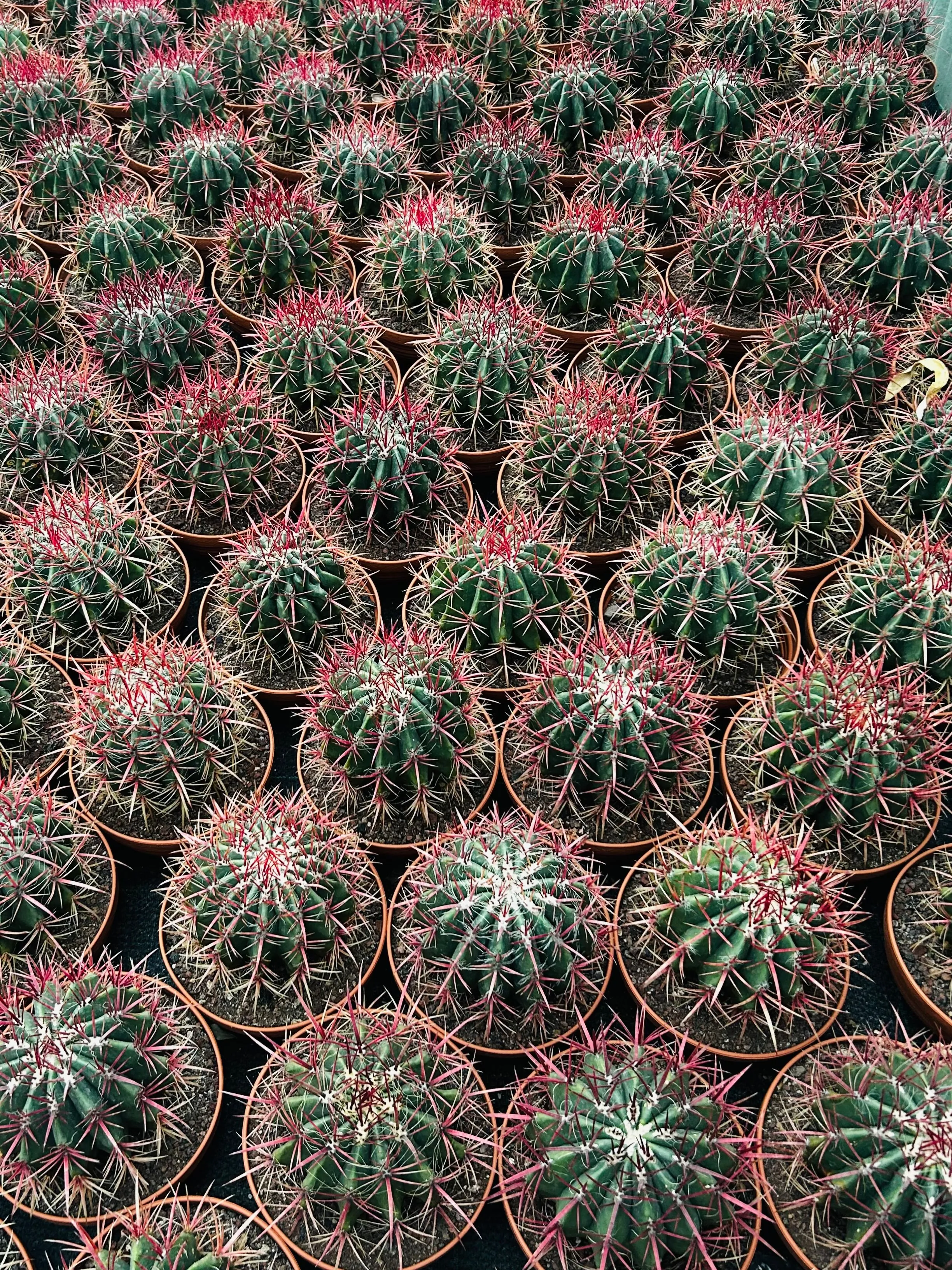 Rows of Ferocactus cacti in pots, showcasing vibrant colors and spines.