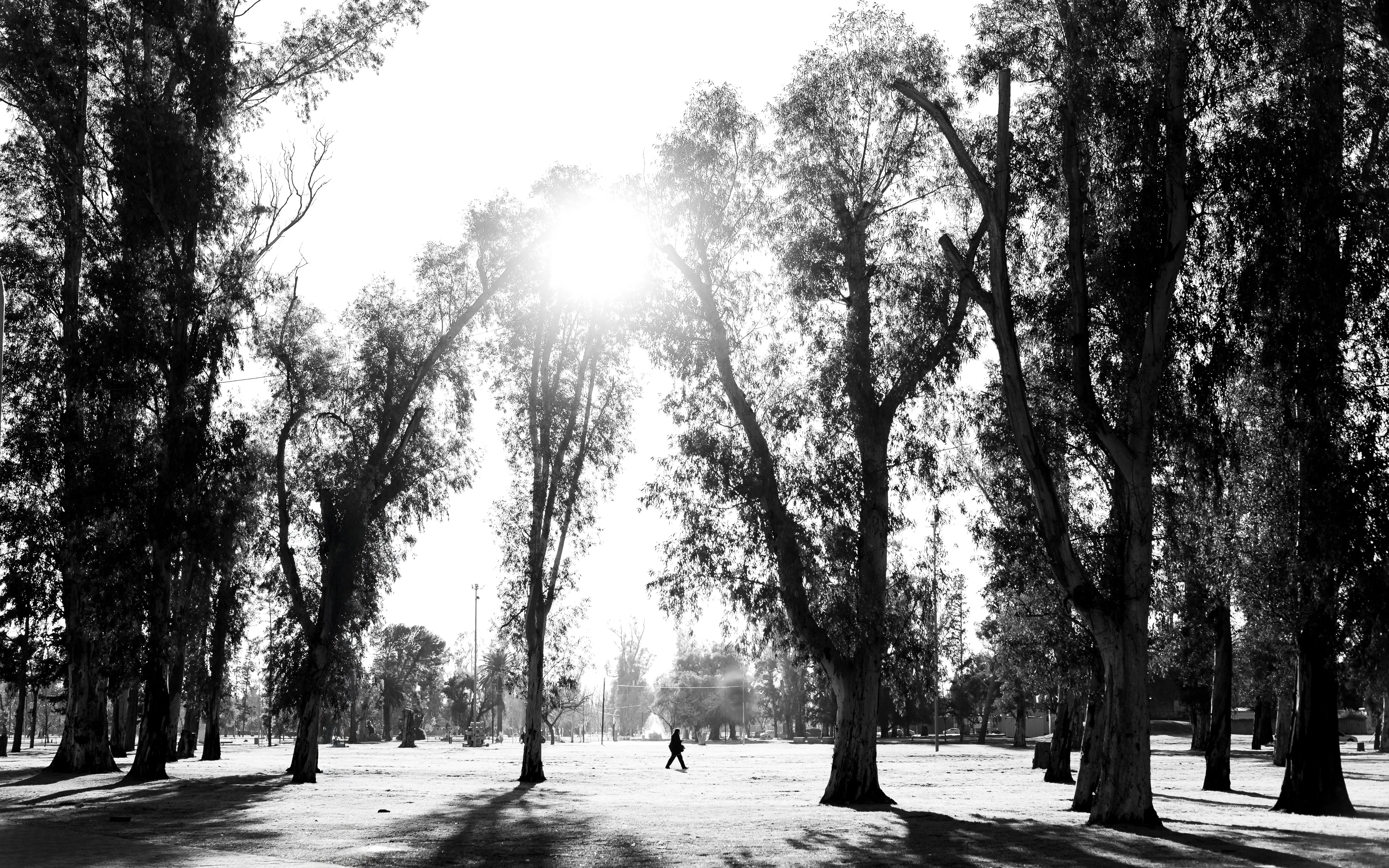 Black and white photo of a sunlit park scene in Bahía Blanca with tall trees and a person walking.