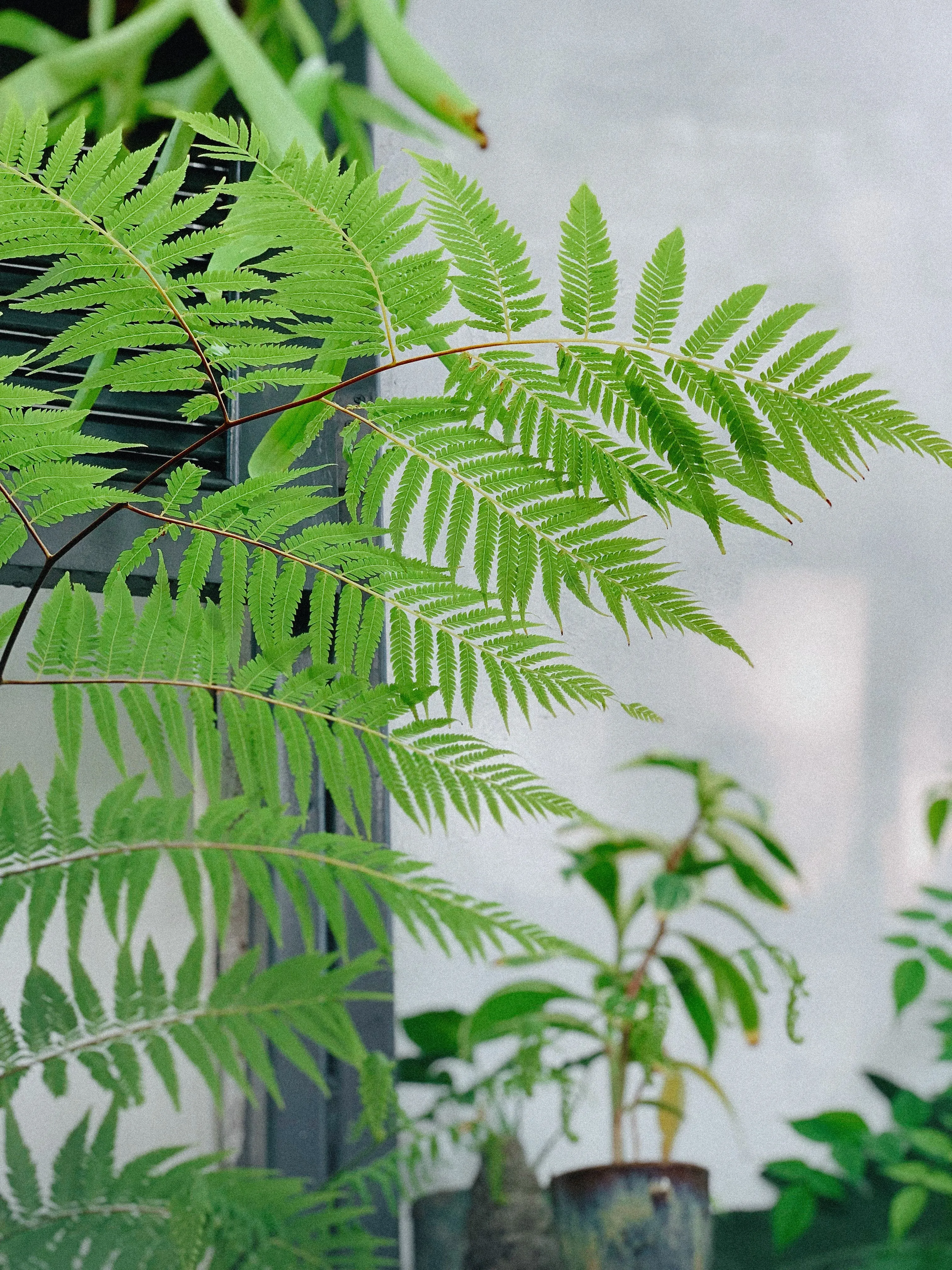 Close-up of vibrant green fern leaves displayed indoors, capturing natural beauty and elegance.