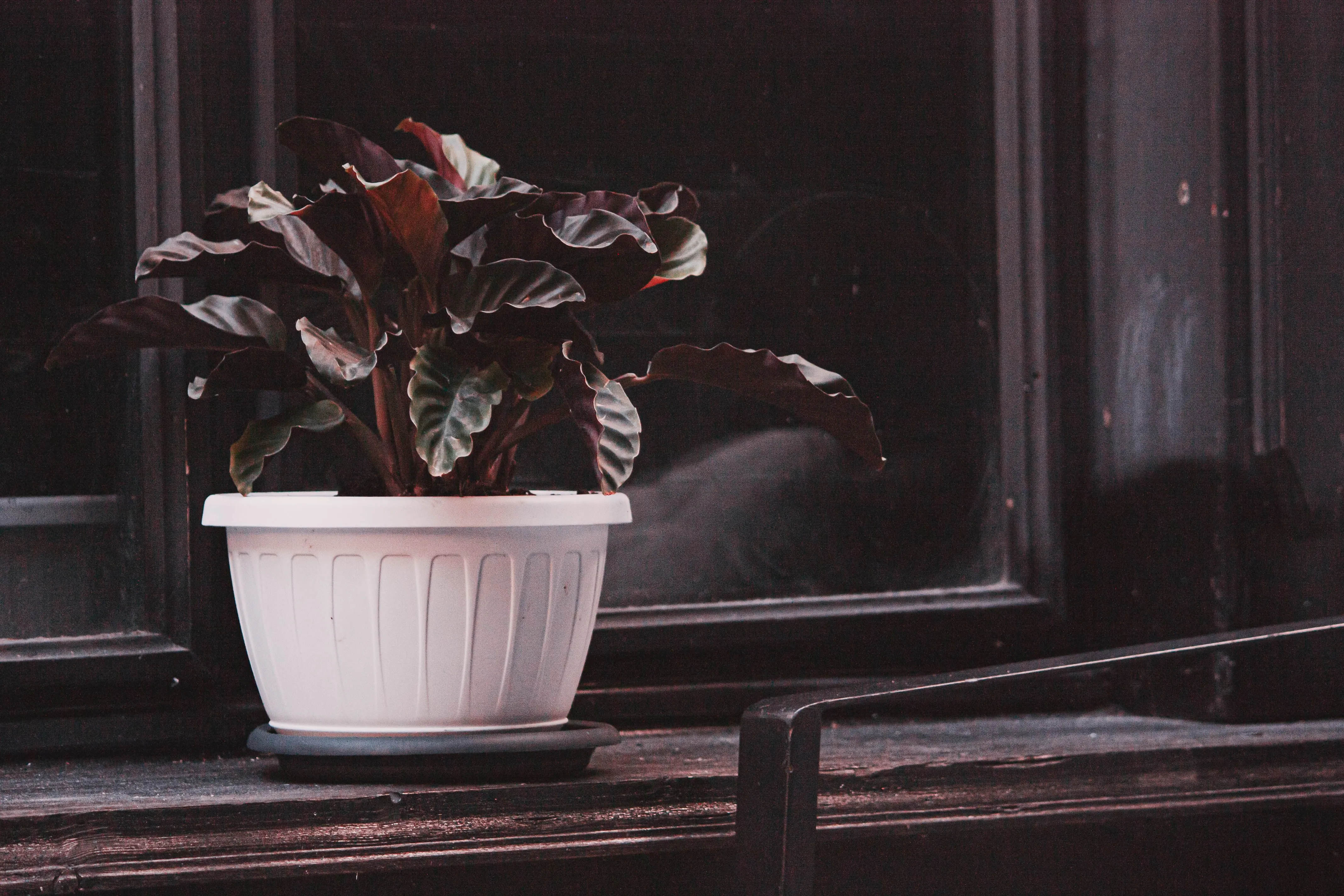 Elegant calathea plant in a white pot sitting on a dark windowsill, creating a moody indoor scene.