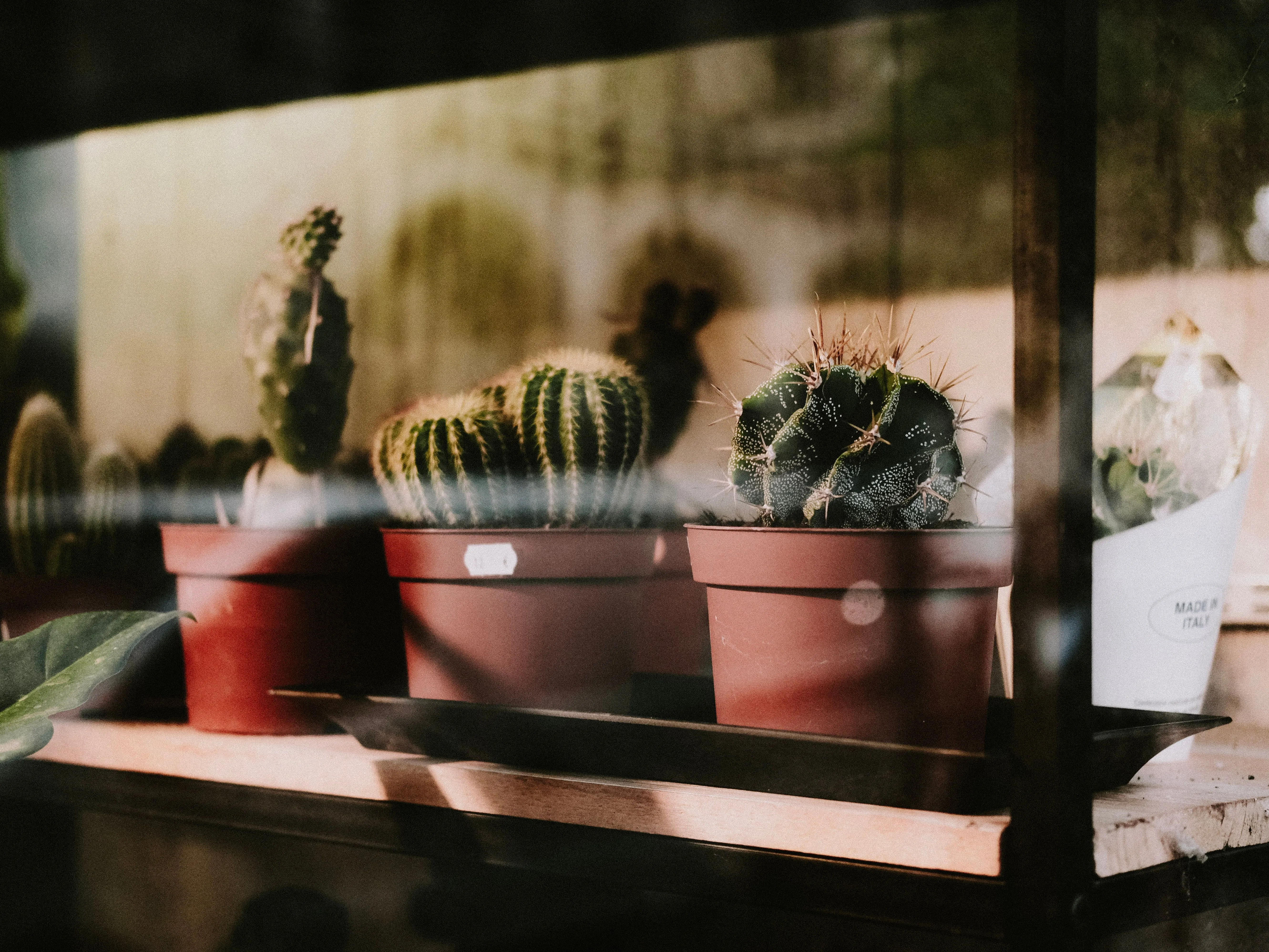 A collection of cactus plants in terracotta pots displayed on an indoor shelf.